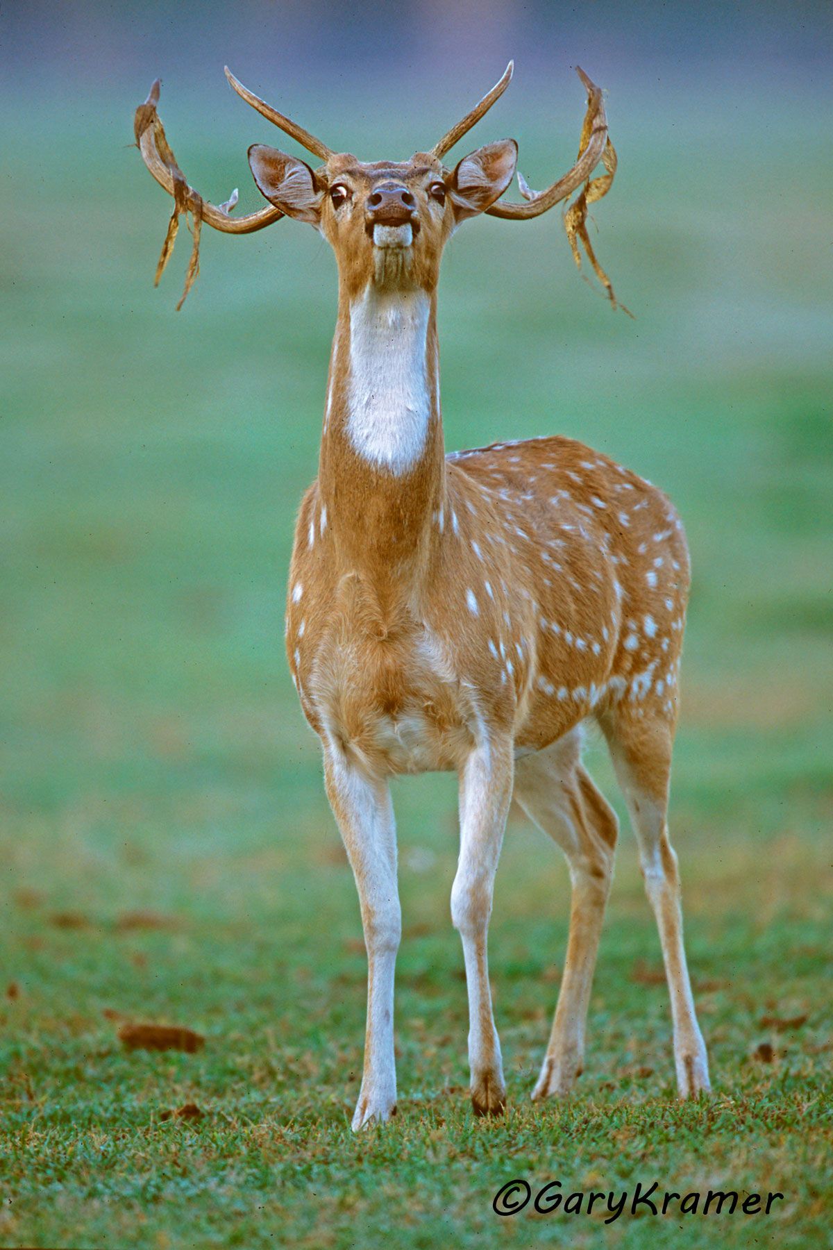 Axis Deer (Chital) (Axis axis) - EMDa#031