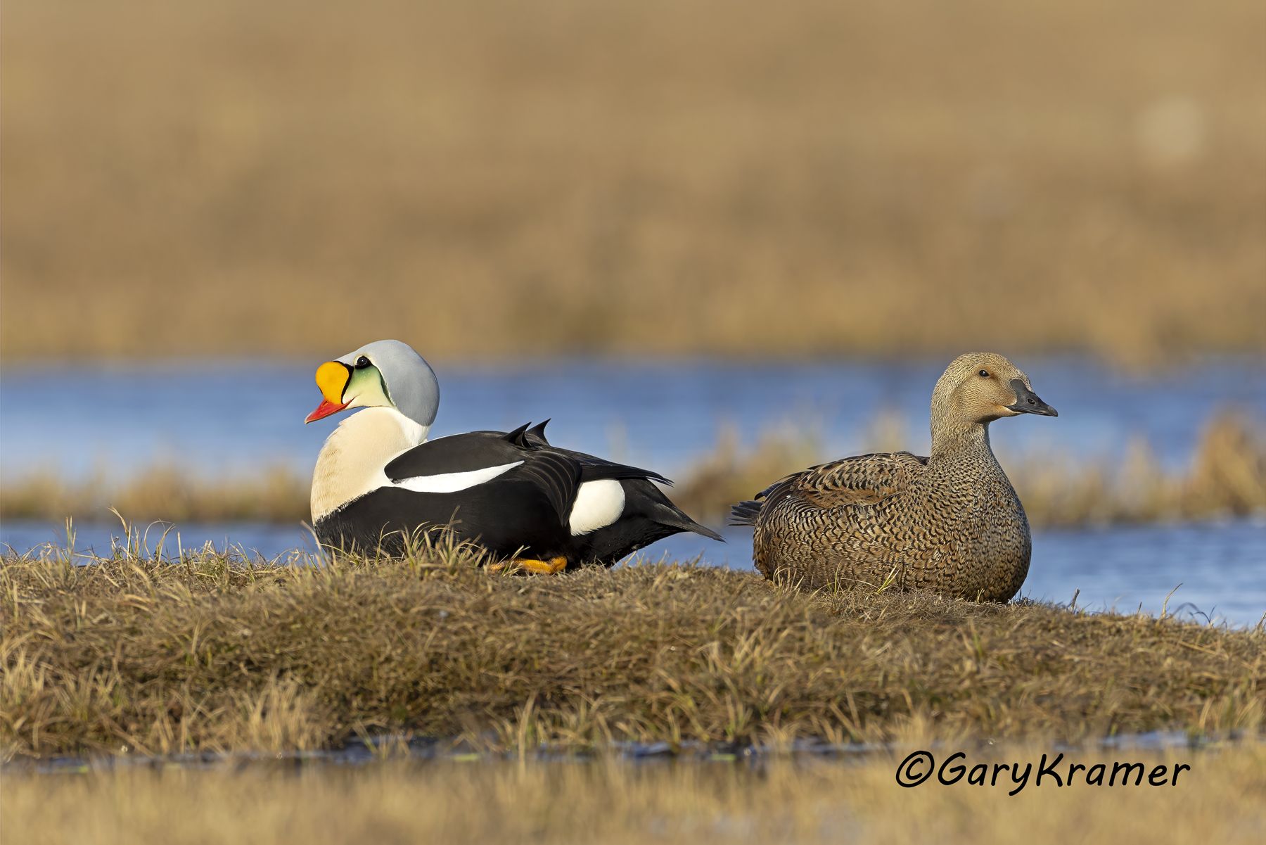 King Eider (Somateria spectabilis) - NBWEk#953d(2)