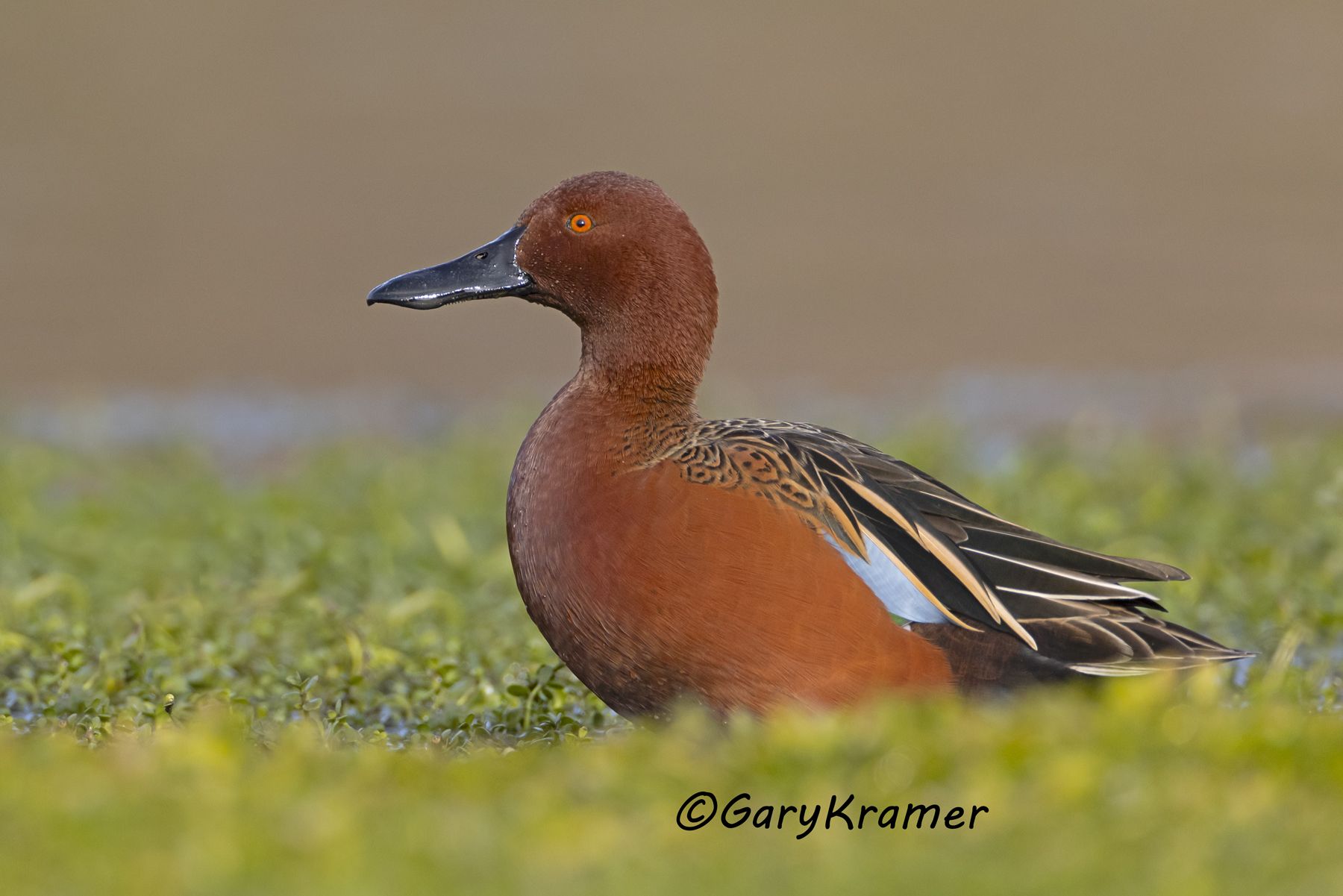 Cinnamon Teal (Anas cyanoptera) - NBWTc#874d