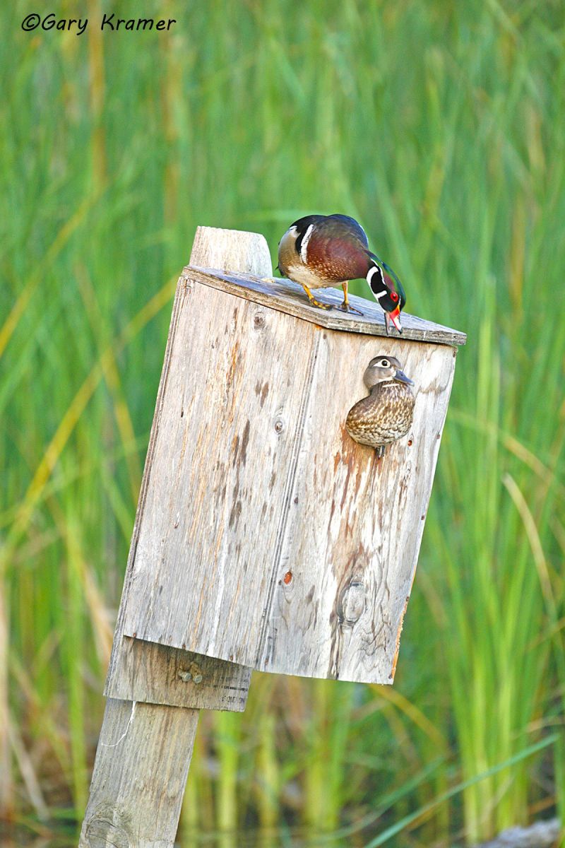 Wood Duck (Aix sponsa) - NBWWd#290d
