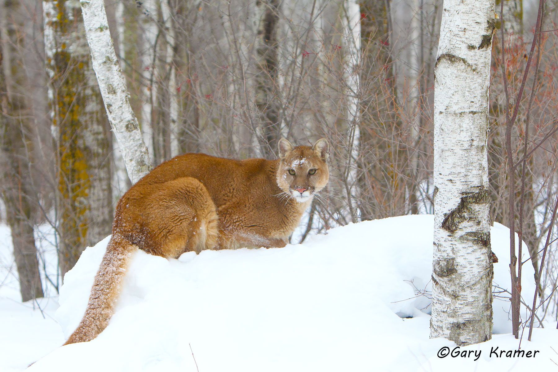 Mountain Lion (Cougar) (Felis concolor) by GaryKramer.net, 530-934-3873, gkramer@cwo.com - Published: Silver Creek Press Wildlife Calendar 2015 Mountain Lion (Cougar) (Felis concolor) - NMCM#406d