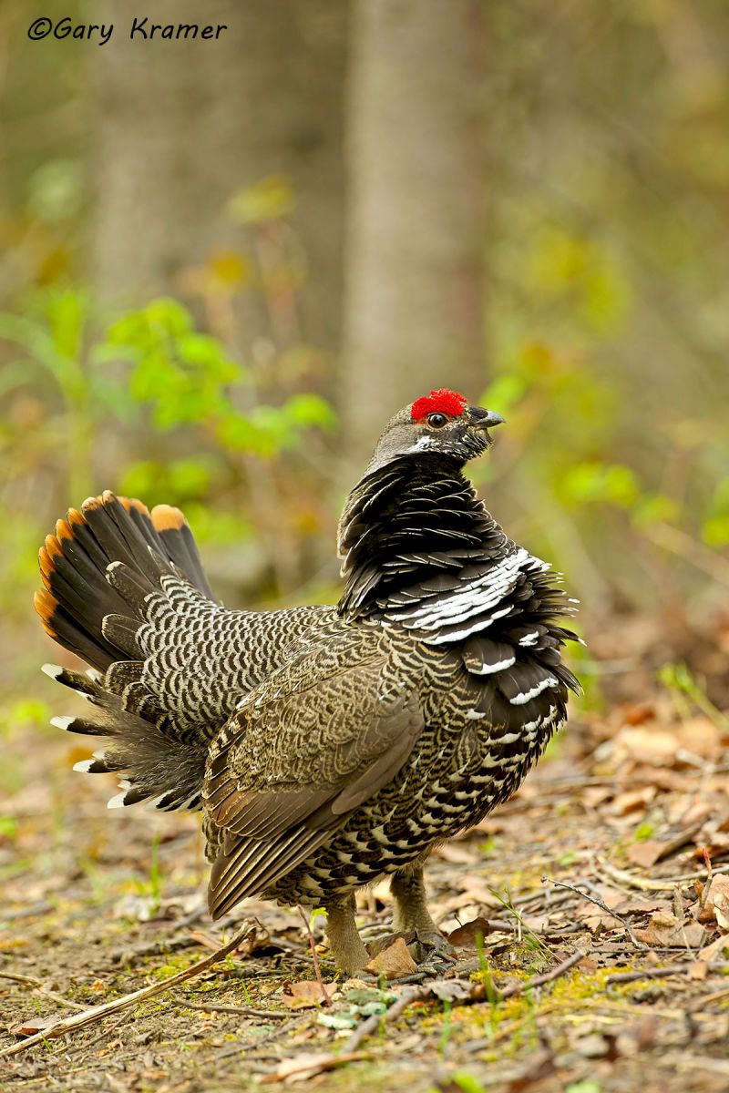 Spruce Grouse (Falcipennis canadensis) by GaryKramer.net, 530-934-3873, gkramer@cwo.com Spruce Grouse (Falcipennis canadensis) - NBGs#1136d