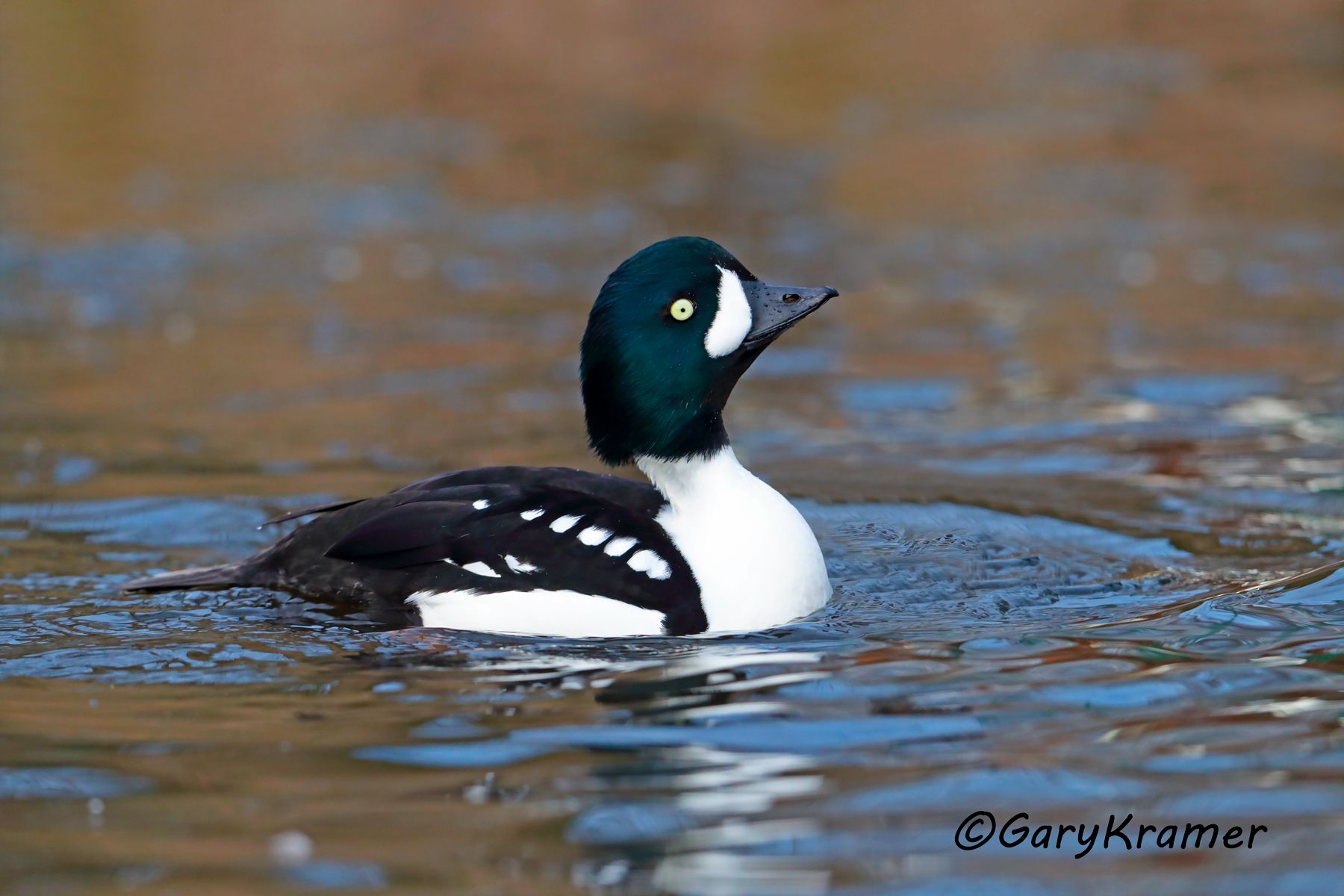 Barrow's Goldeneye (Bucephala islandica)  Barrow's Goldeneye (Bucephala islandica) - NBWGb#224d(2)