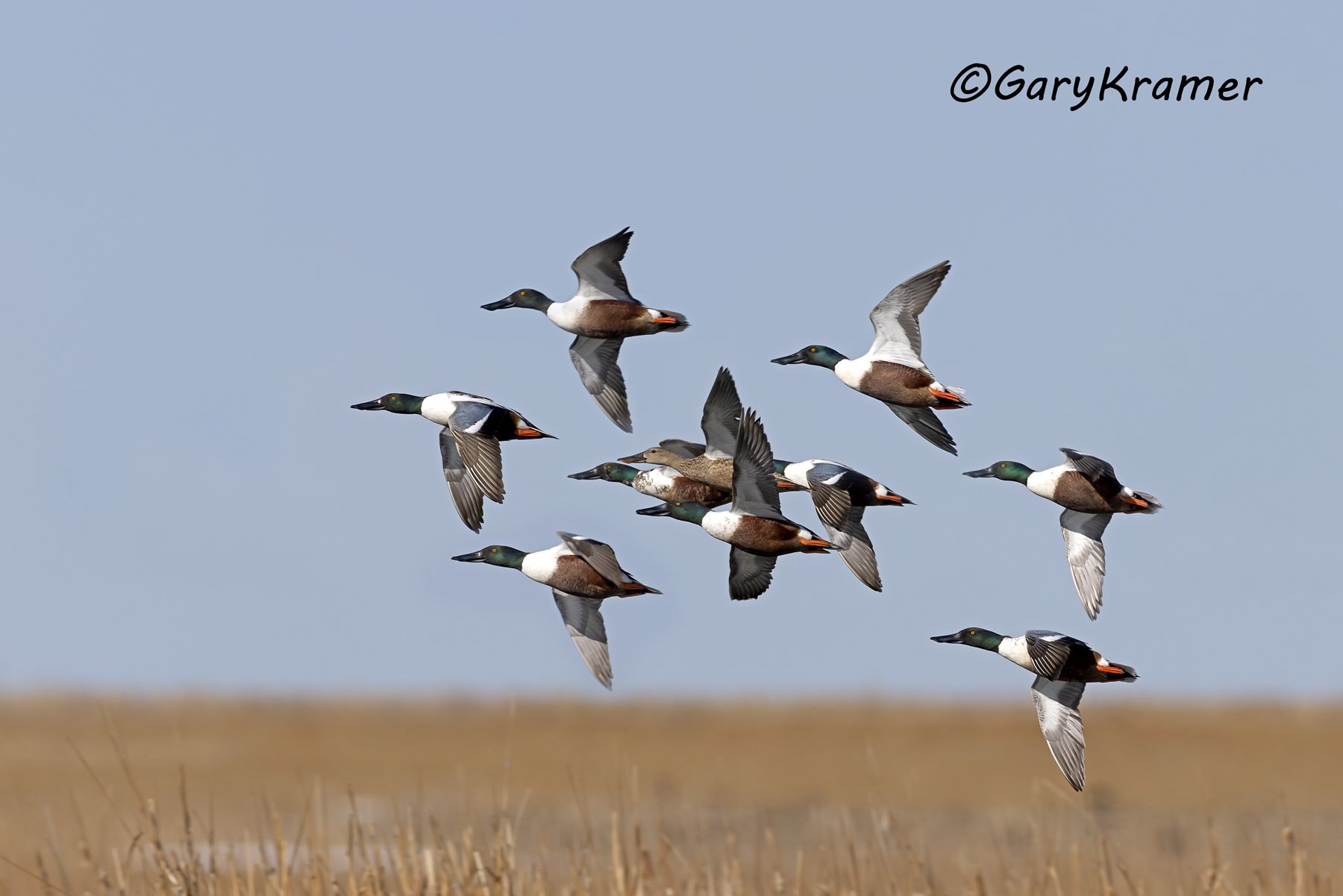 Northern Shoveler (Anas clypeata) - NBWS#1832d(3)