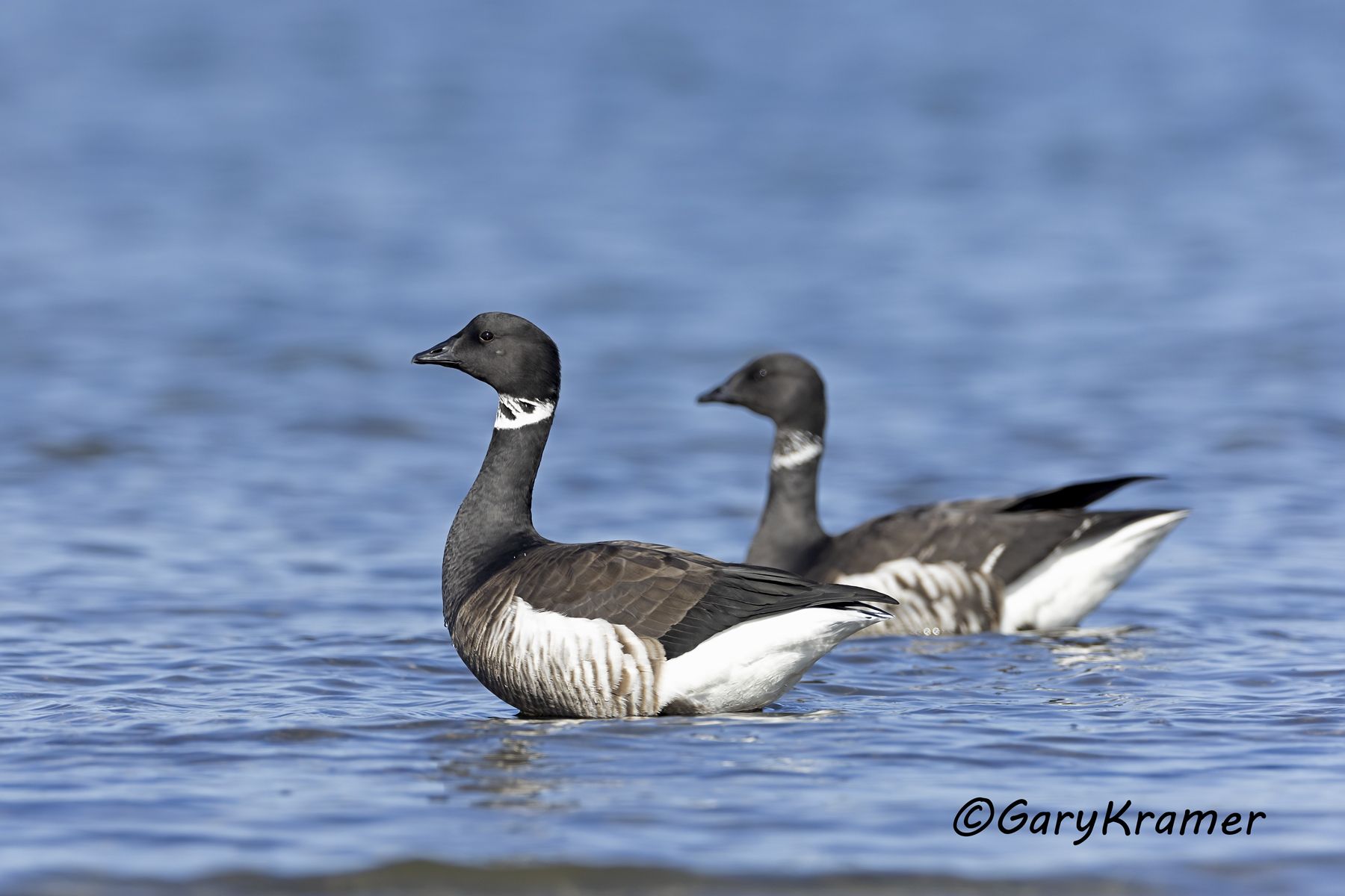 Black (Pacific) Brant (Branta bernicla nigricans) - NBWBp#1646d