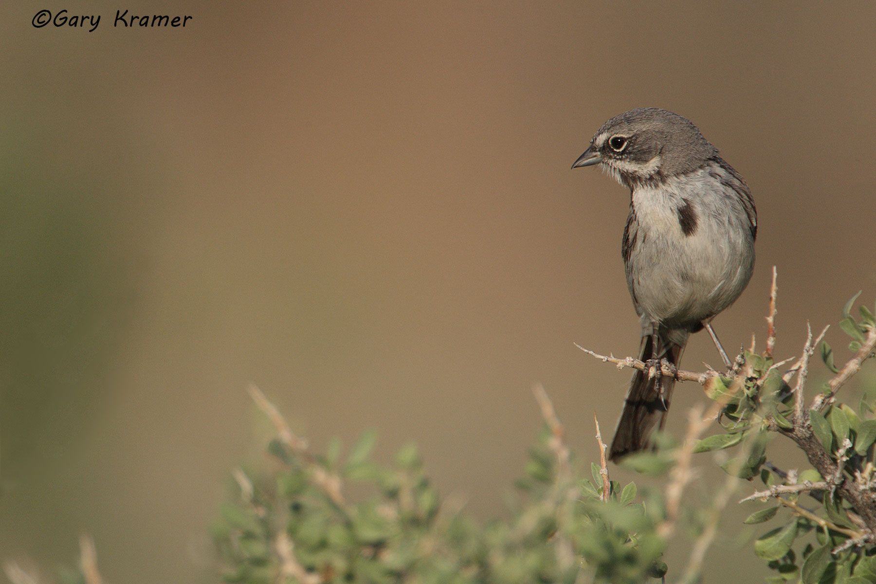 Sage Sparrow (Amphispiza belli) Sage Sparrow (Amphispiza belli) - NBTSa#071d