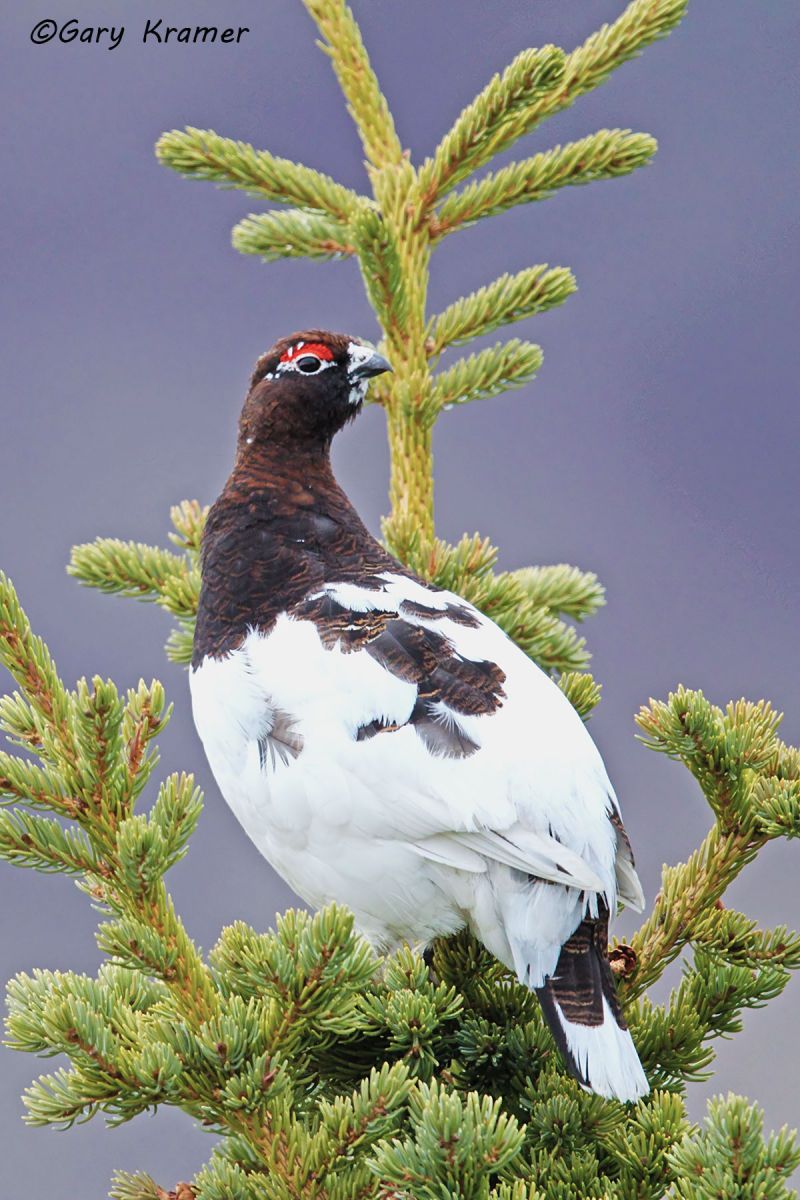 Willow Ptarmigan (spring) (Lagopus lagopus) - NBGPws#146d(2)