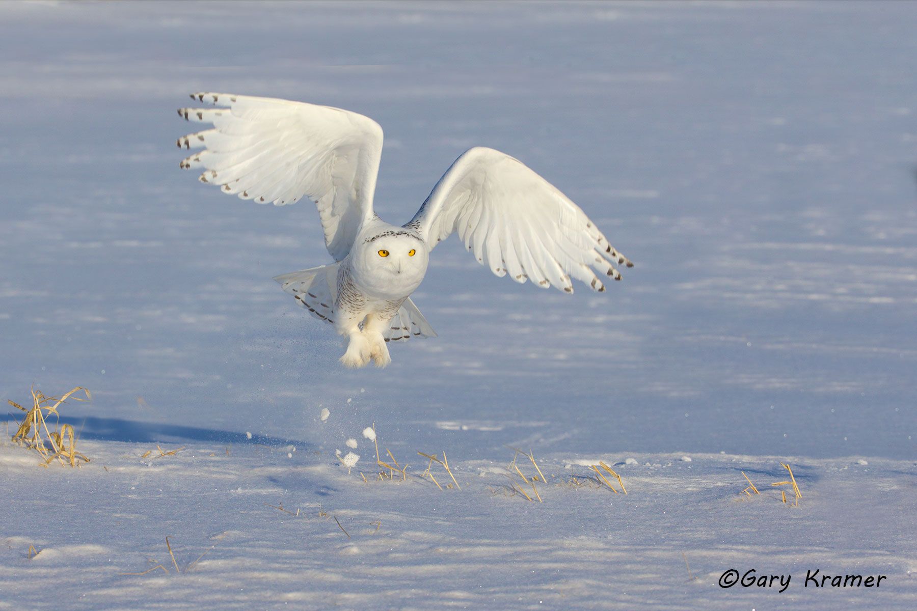 Snowy Owl (Nyctea scandiaca) - NBOS#215d