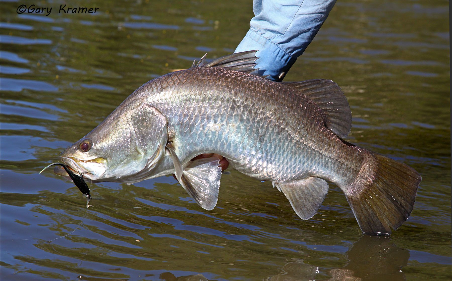 Barramundi w/fly Barramundi w/fly, Australia - OFBf#020d