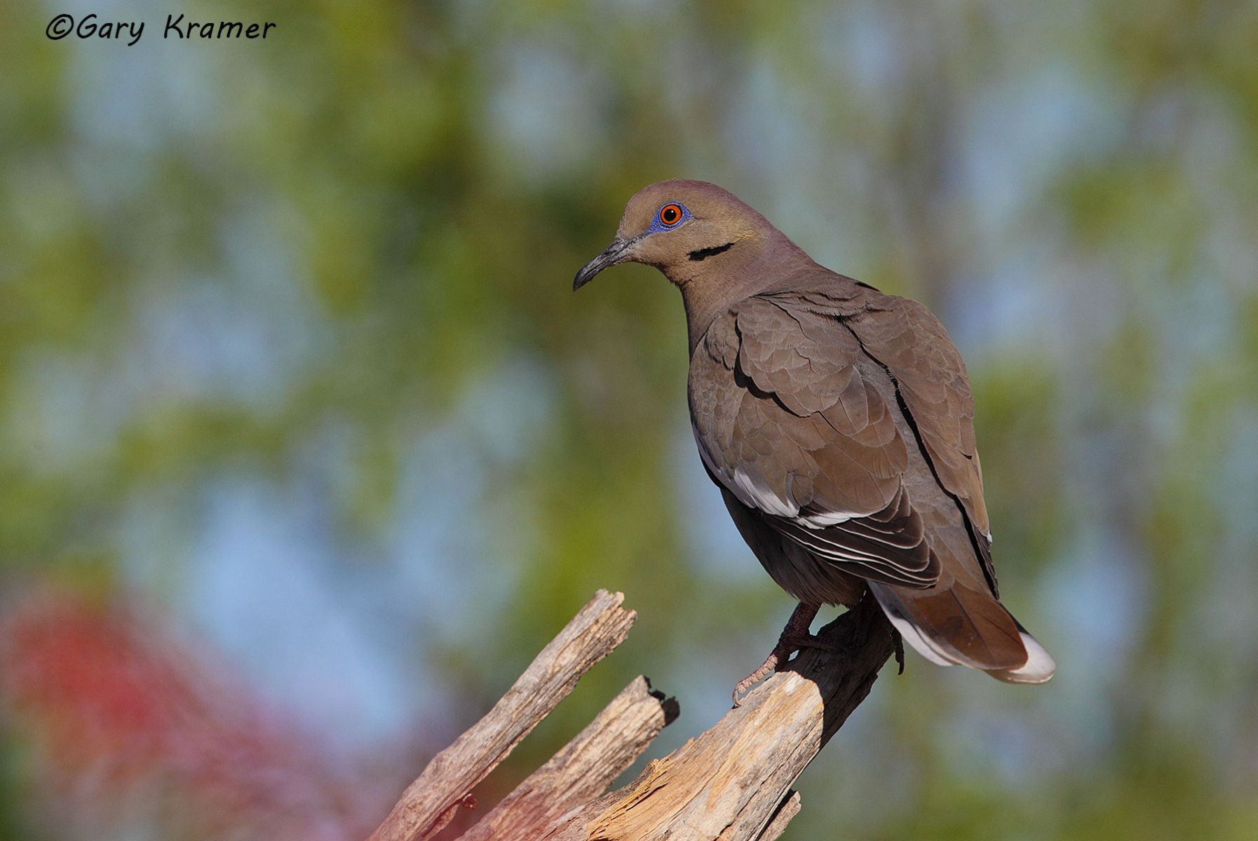 White-winged Dove (Zenaida asiatica) - NBDWw#243d