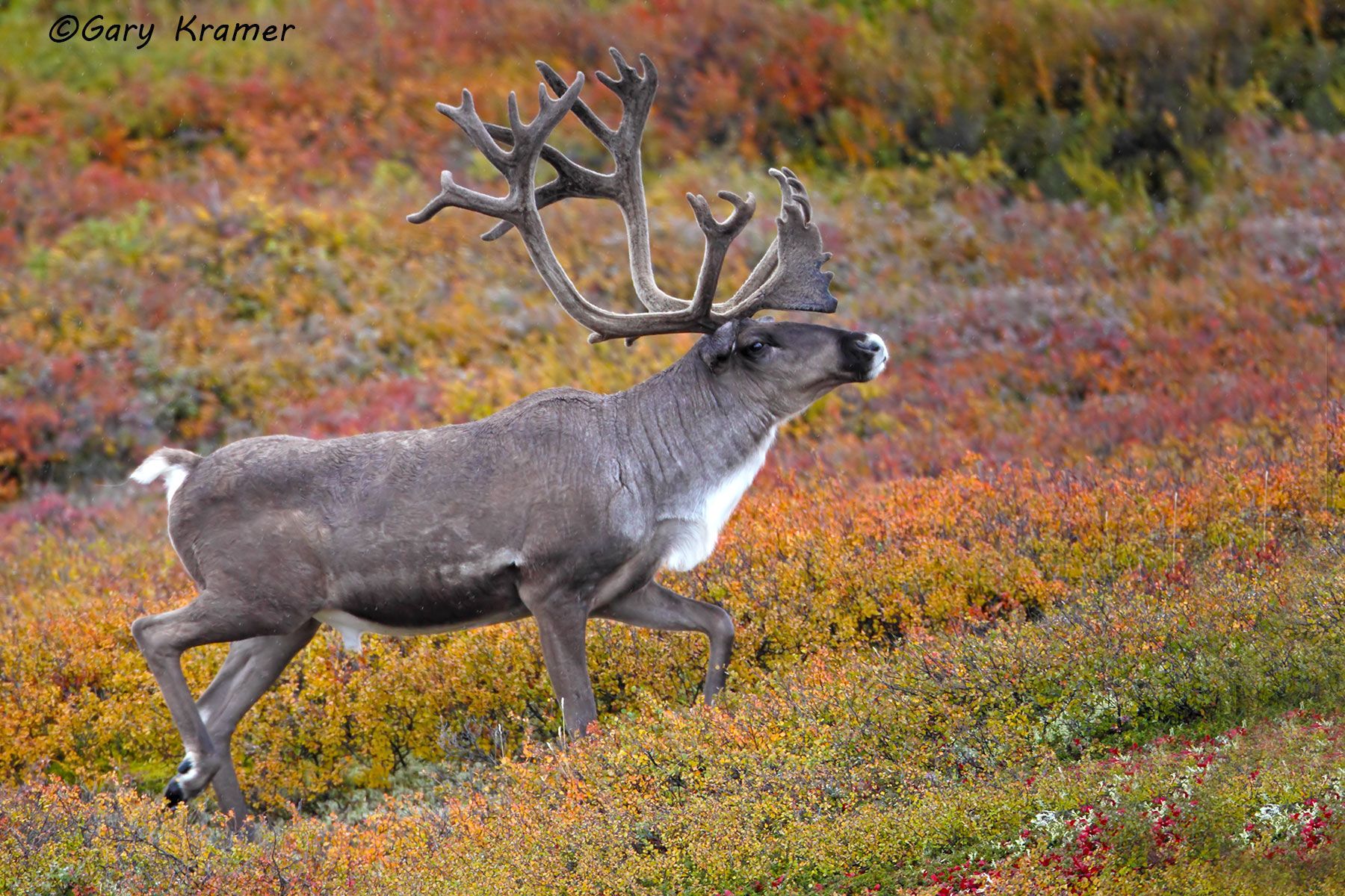 Moose - Caribou - Gary Kramer Photographer / Writer