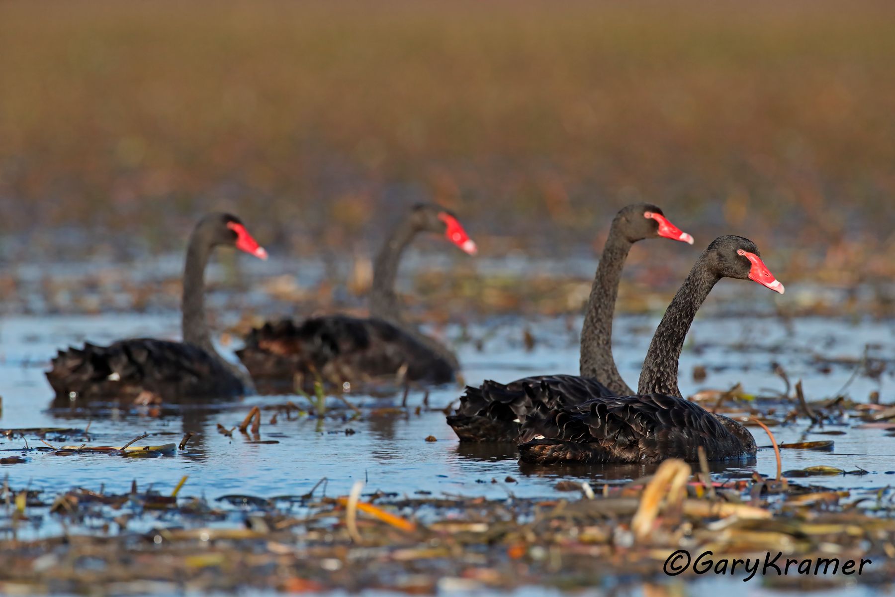 Black Swan (Cygnus atratus)  Black Swan (Cygnus atratus) - OBWSbc#256d