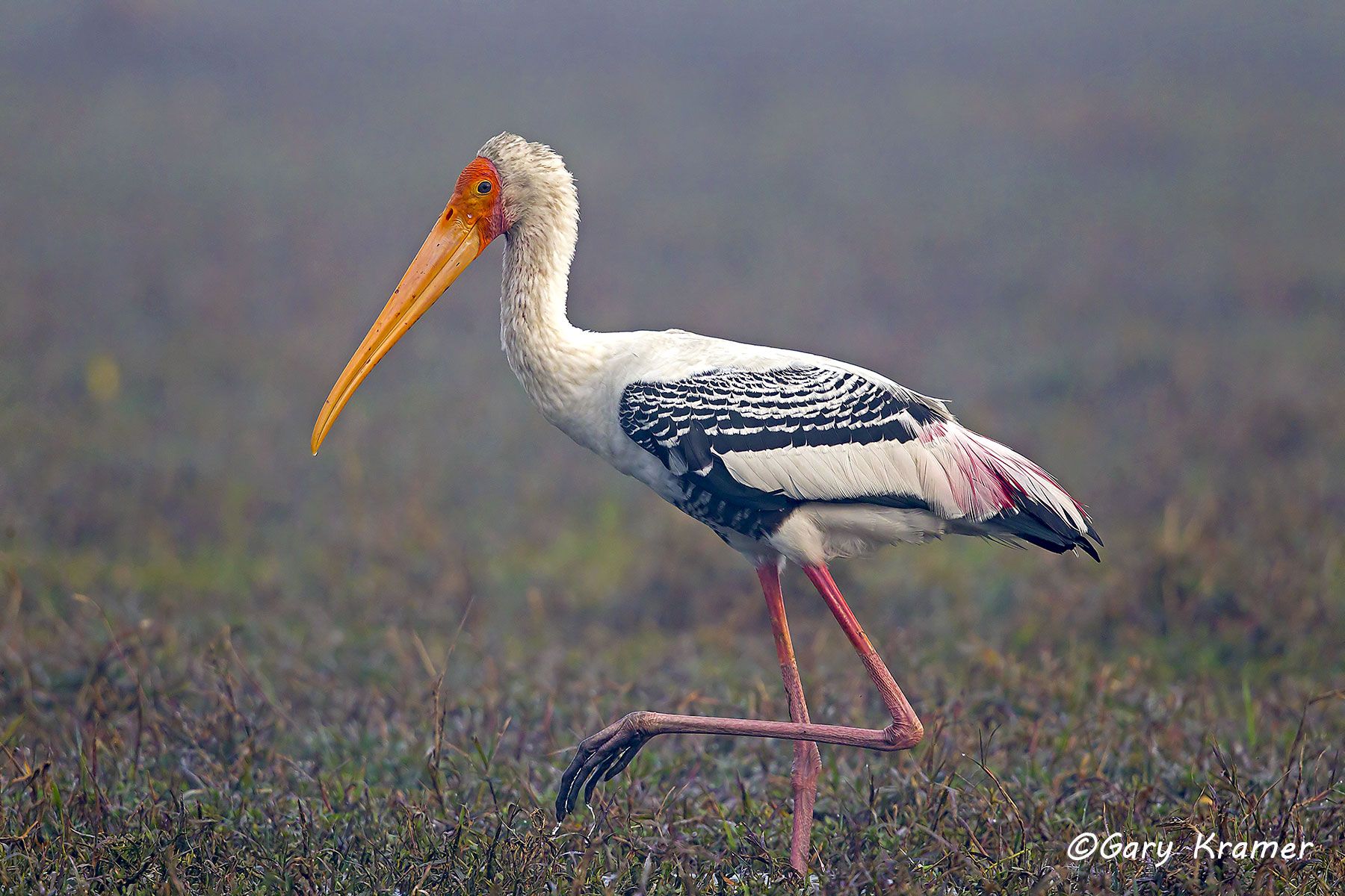 Painted Stork (Ibis leucocephalus) Painted Stork (Ibis leucocephalus) - IBIp#003d
