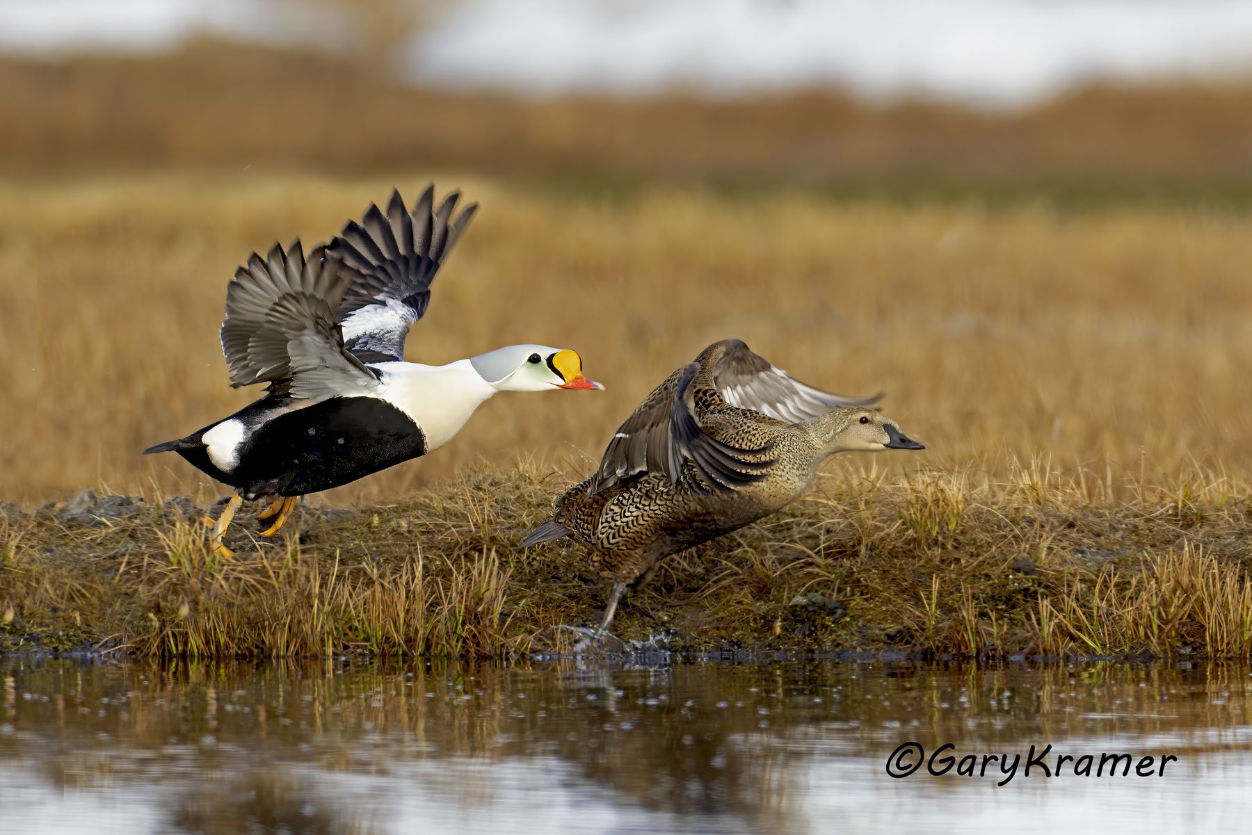 King Eider (Somateria spectabilis) - NBWEk#577d(3)