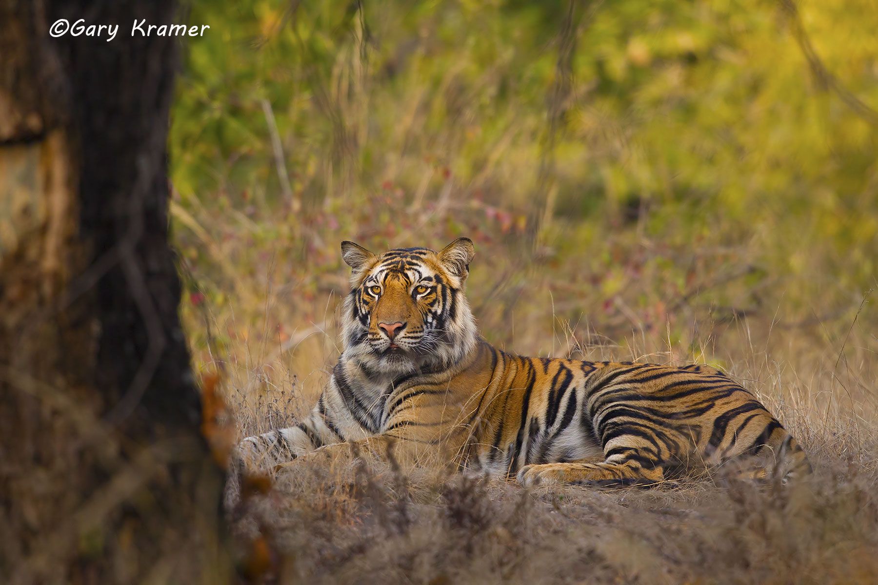 Tiger (Bengal) (Panthera tigrus tigrus) - AMTb#151d.jpg