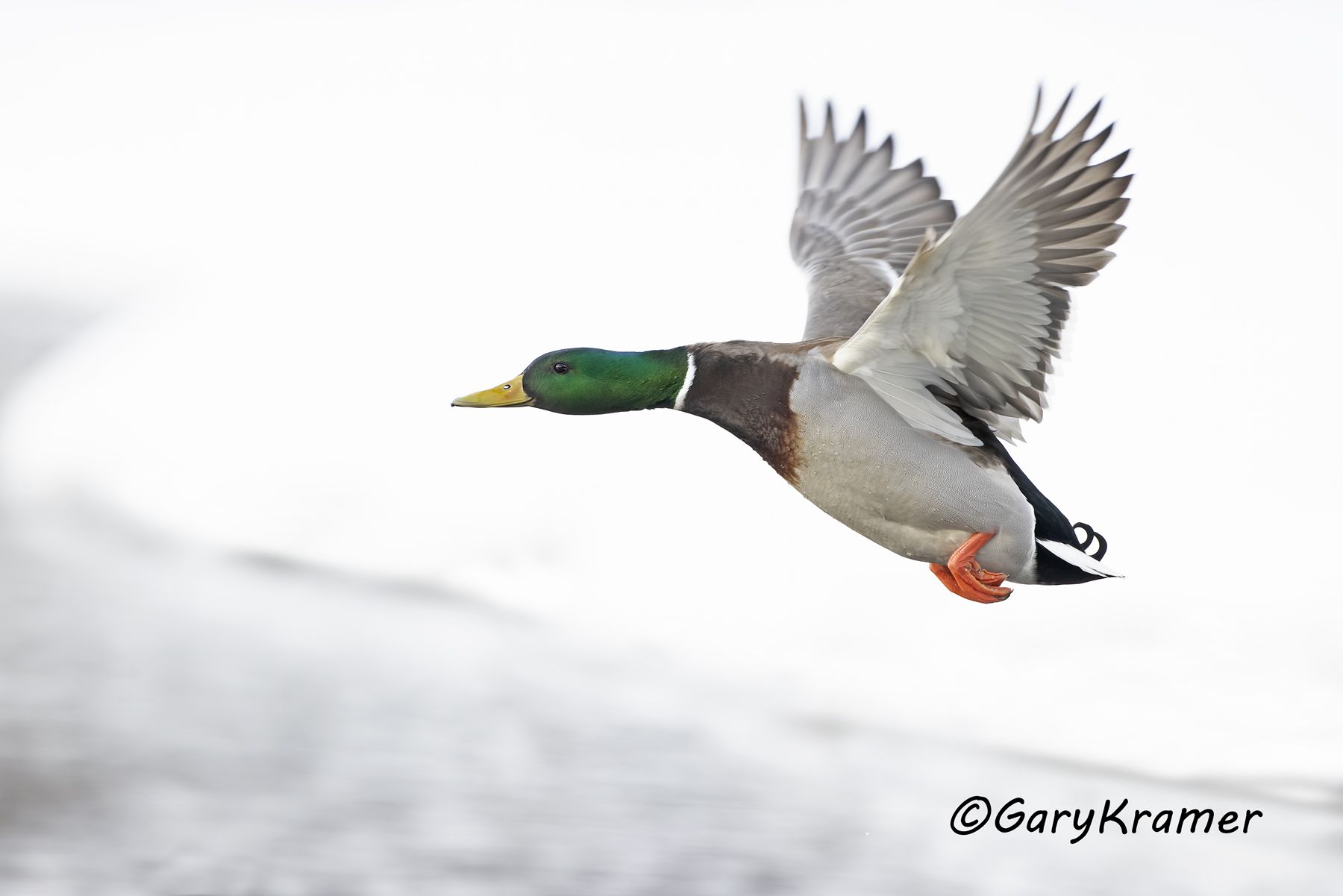 Mallard (Anas platyrhynchos) - NBWM#5464d(2)