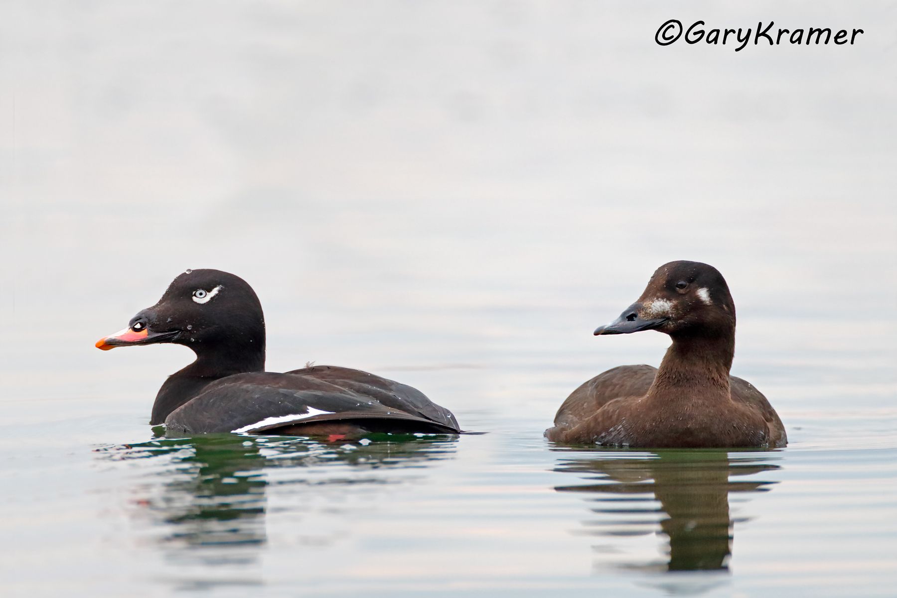 White-winged Surf Scoter (Melanitta fusca) - NBWSw#196d(2)