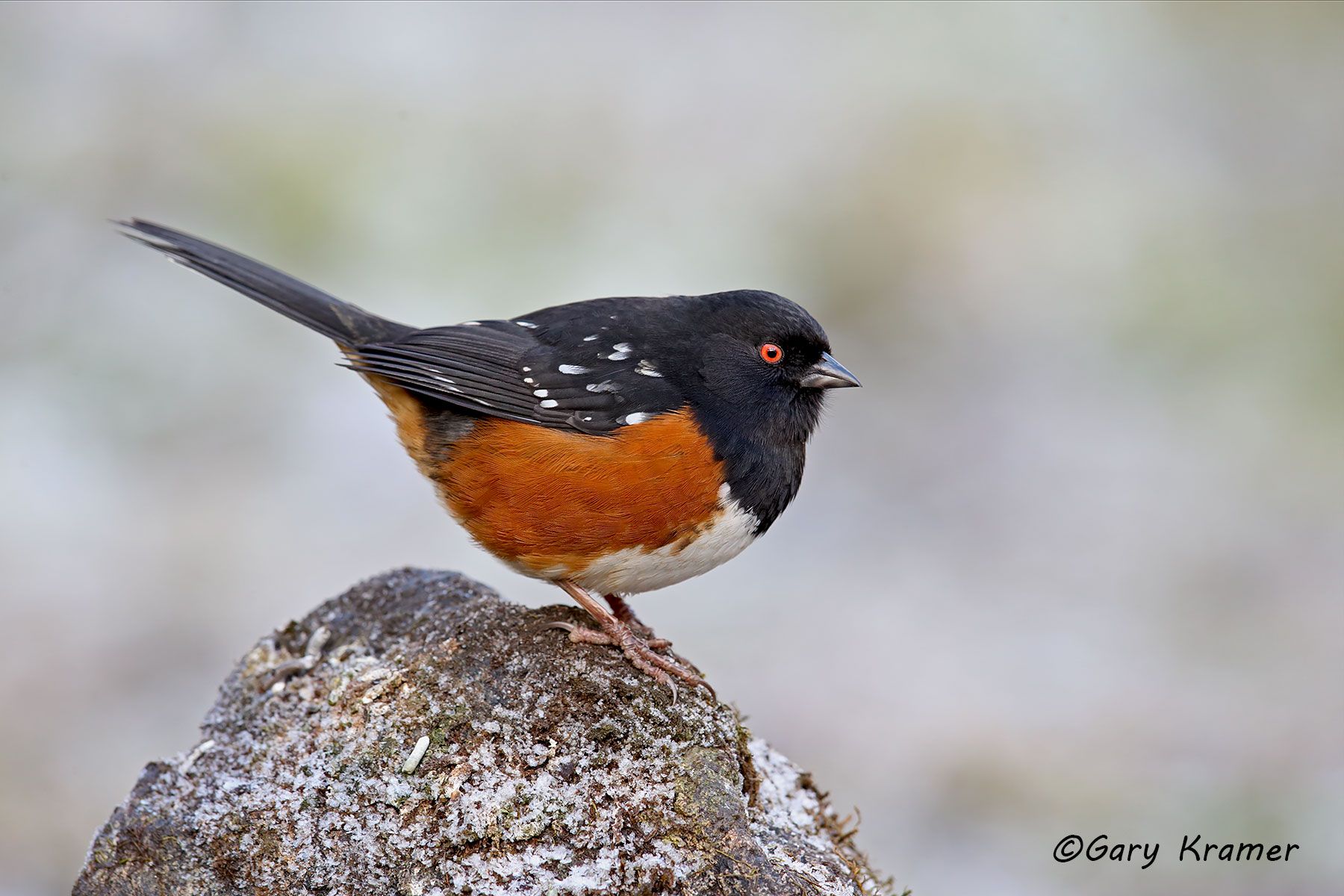 Spotted Towhee (Pipilo maculatus) Spotted Towhee (Pipilo maculatus)NBTWs#065d