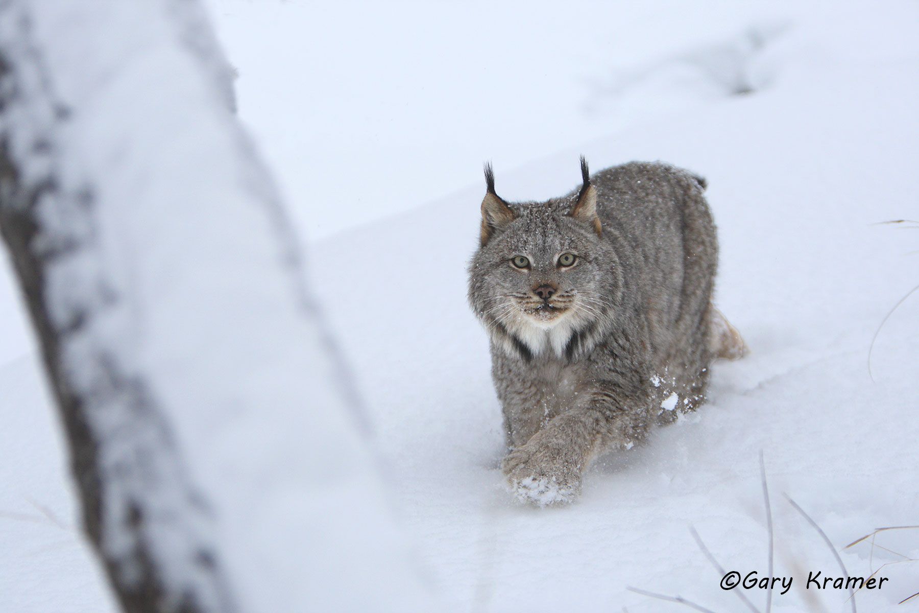 Lynx (Lynx canadensis) by GaryKramer.net, 530-934-3873, gkramer@cwo.com Lynx (Lynx canadensis) - NMCL#329d
