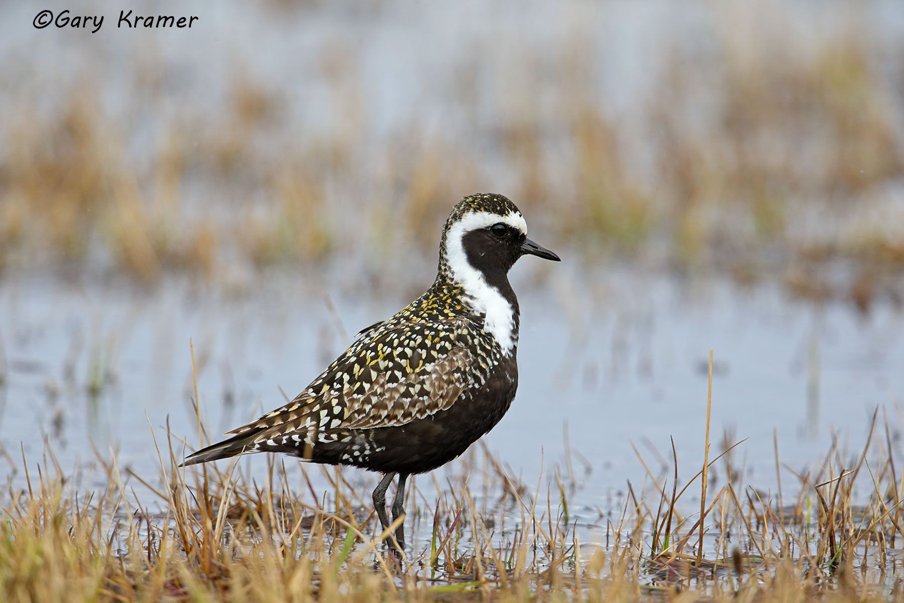 American Golden Plover (Pluvialis dominica) (summer) American Golden Plover (Pluvialis dominica) (summer) - NBSPas#081d