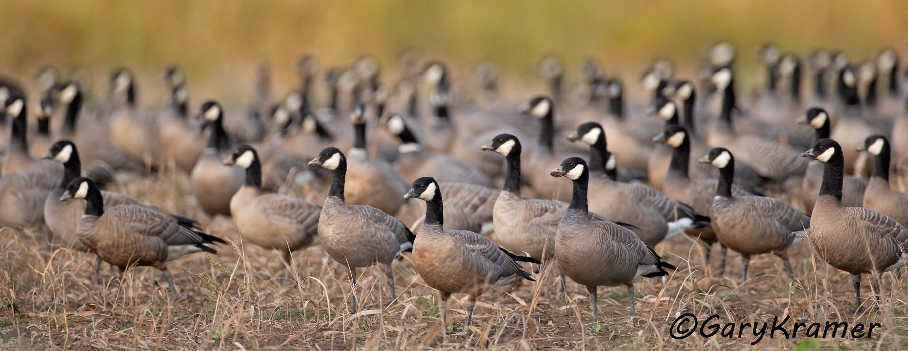 Cackling Goose (Pacific) (Anser hutchinsii minima) Cackling Goose (Pacific) (Anser hutchinsii minima) - NBWCc#184d(P)
