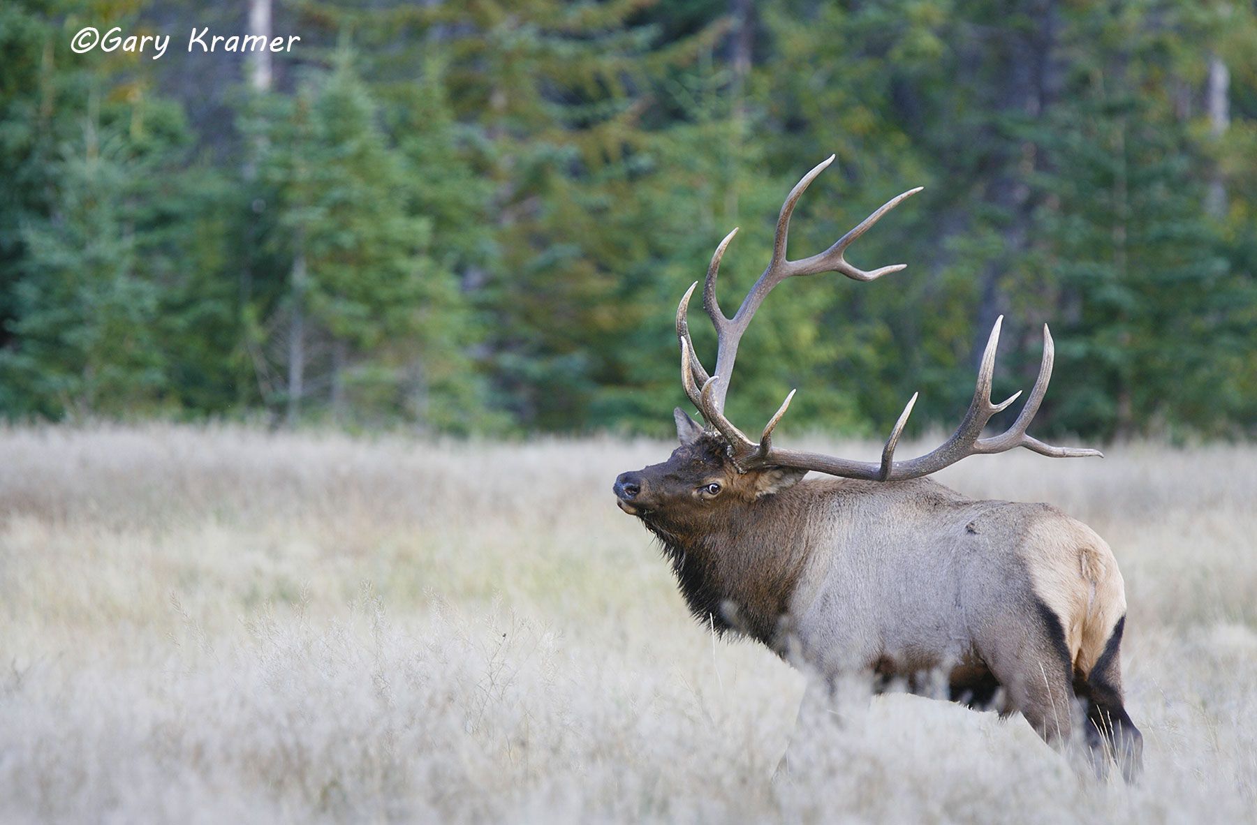 Rocky Mountain Elk (Cervus elaphus nelsoni) - NMERm#1666d