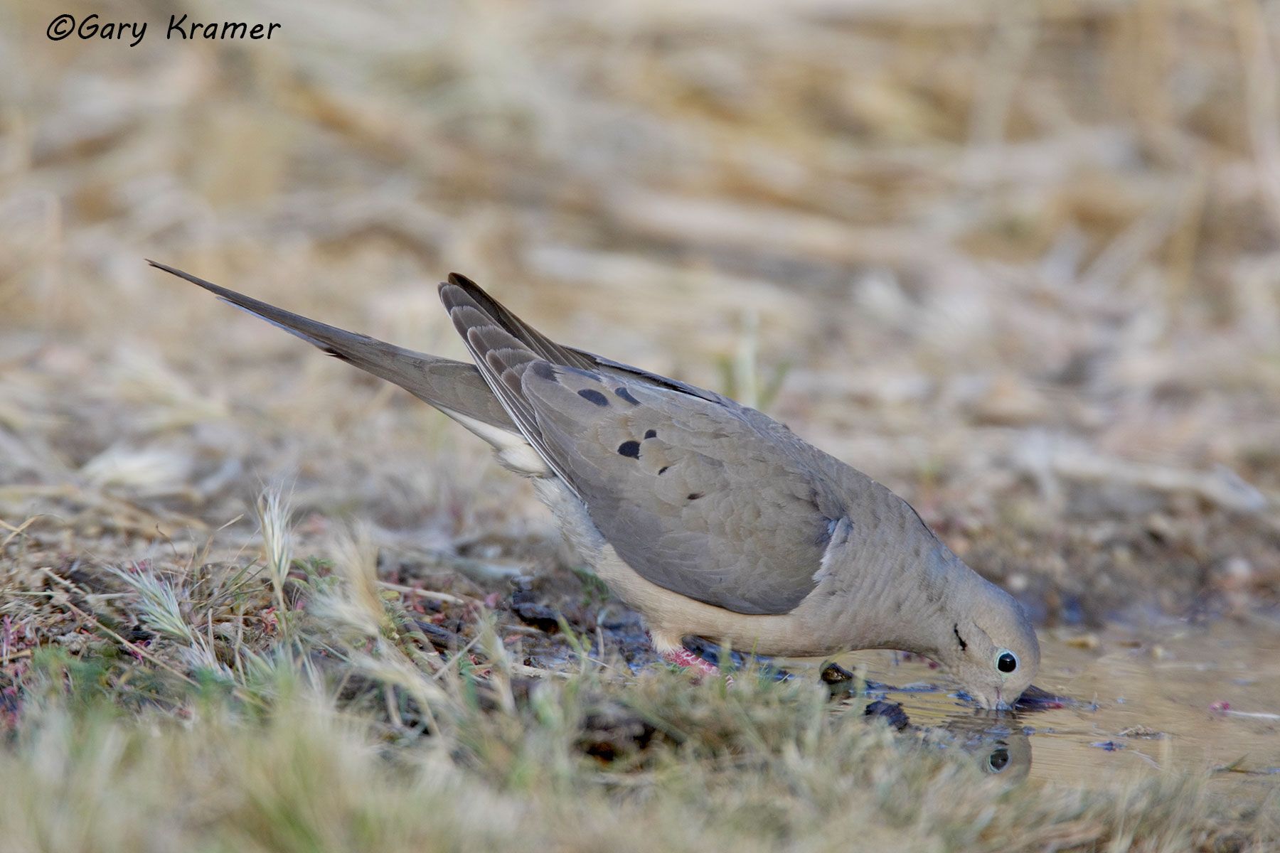 Mourning Dove (Zenaida macroura) - NBDM#309d