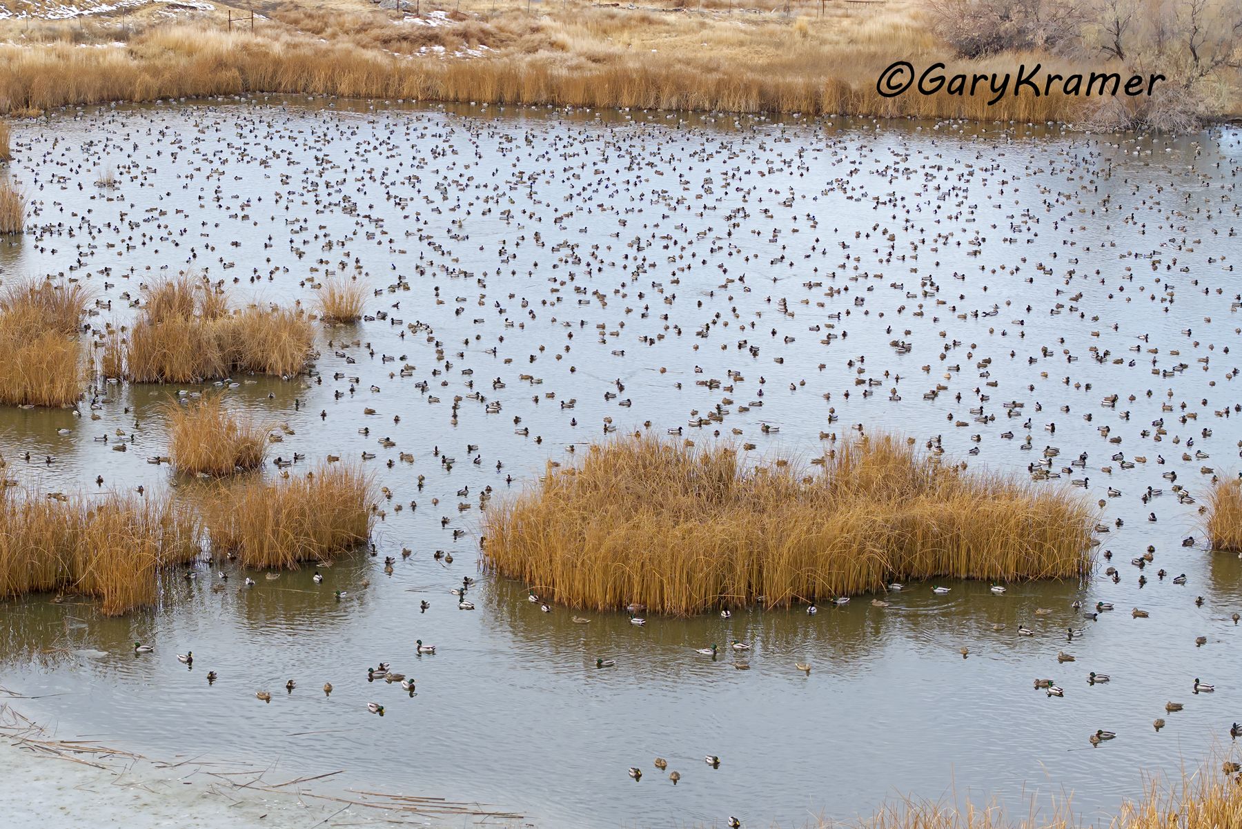 Mallard (Anas platyrhynchos) - NBWM#8198d