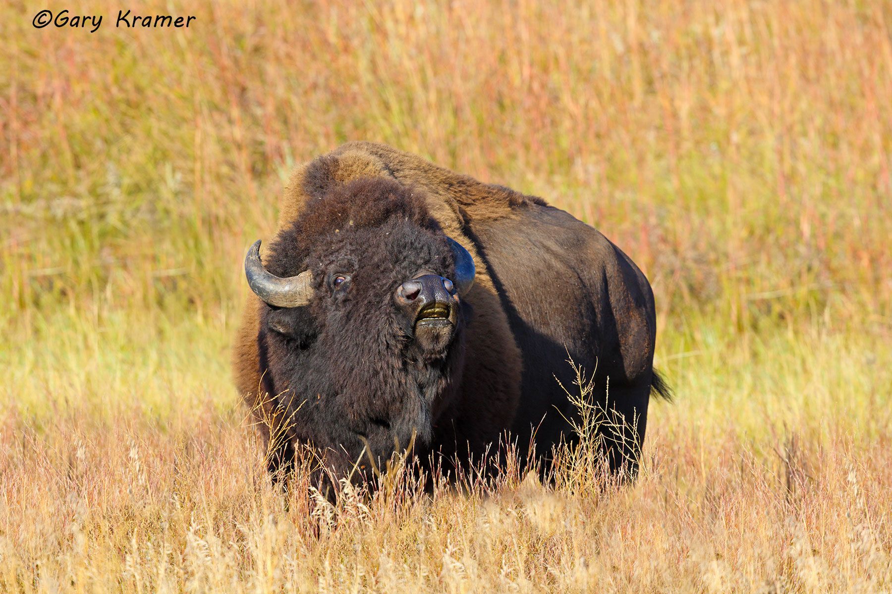 Plains Bison (Bison bison bison) - NMB#363d