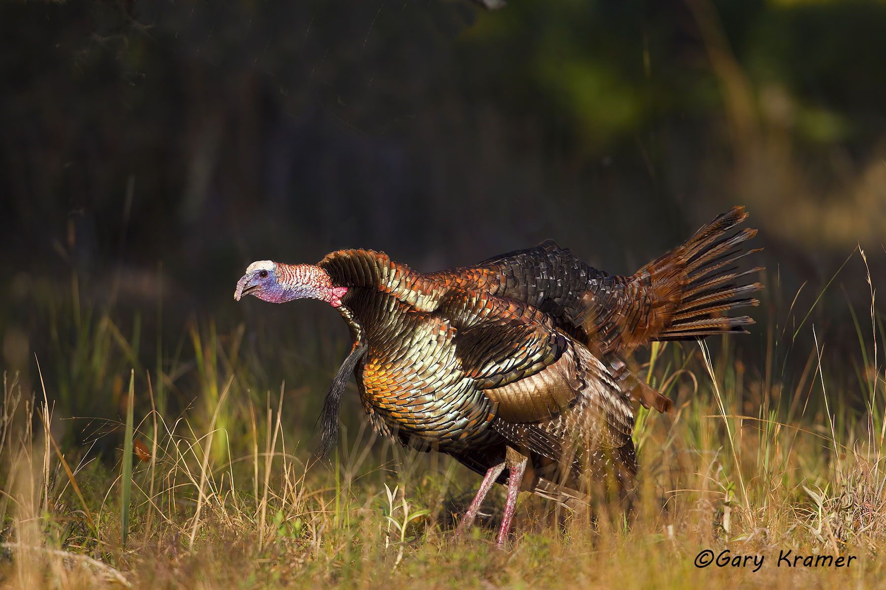 Wild Turkey (Osceola) (Melleagris gallopavo osceola) by GaryKramer.net, 530-934-3873, gkramer@cwo.com Wild Turkey (Osceola) (Melleagris gallopavo osceola) - NBGTo#053d