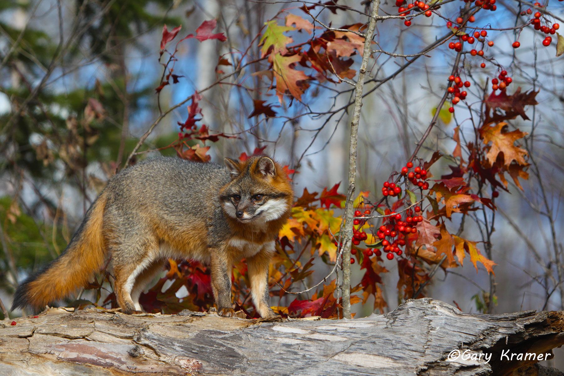 Gray Fox (Uricyon cinereoargenteus) - NMFg#303d