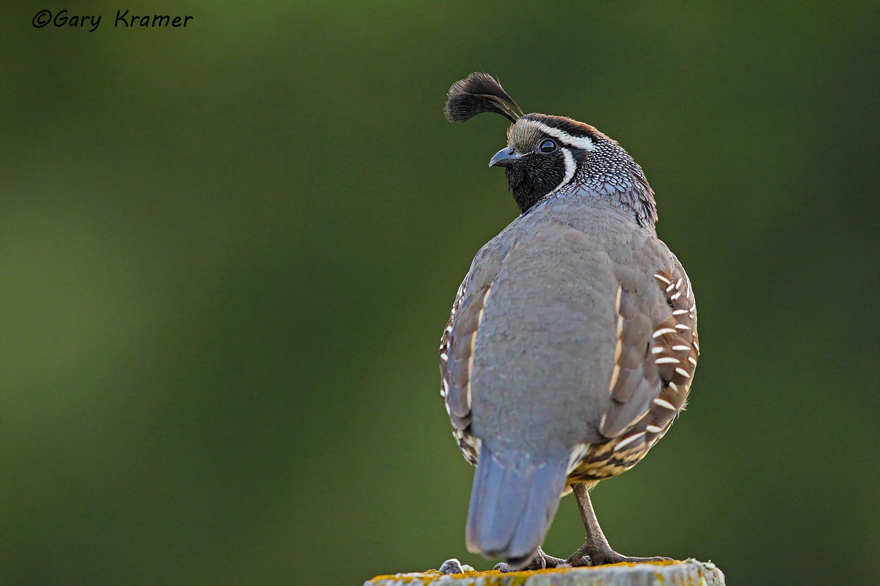 California Quail (Callipepla californica) - NBGQc#1476d