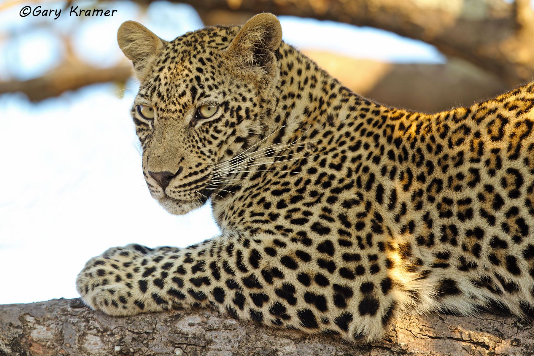 Leopard (Panthera pardus) Leopard (Panthera pardus) - AMPL#586d