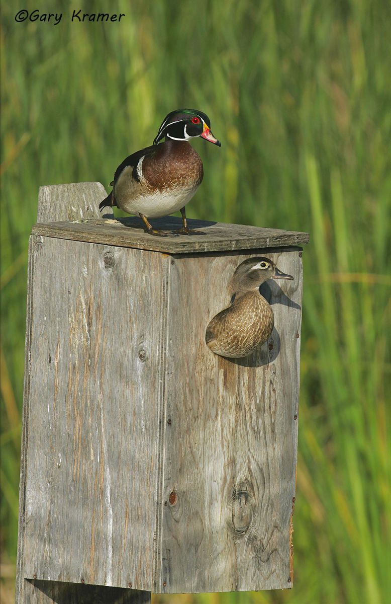 Wood Duck (Aix sponsa) - NBWWd#759d