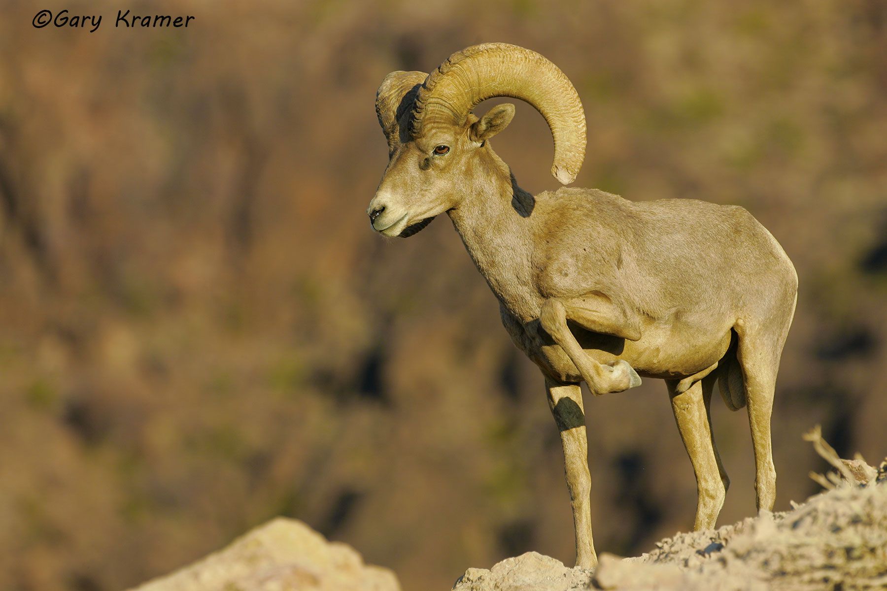 Desert Bighorn (Ovis canadensis nelsoni) by GaryKramer.net, 530-934-3873, gkramer@cwo.com Desert Bighorn (Ovis canadensis nelsoni) - NMSBd#227d