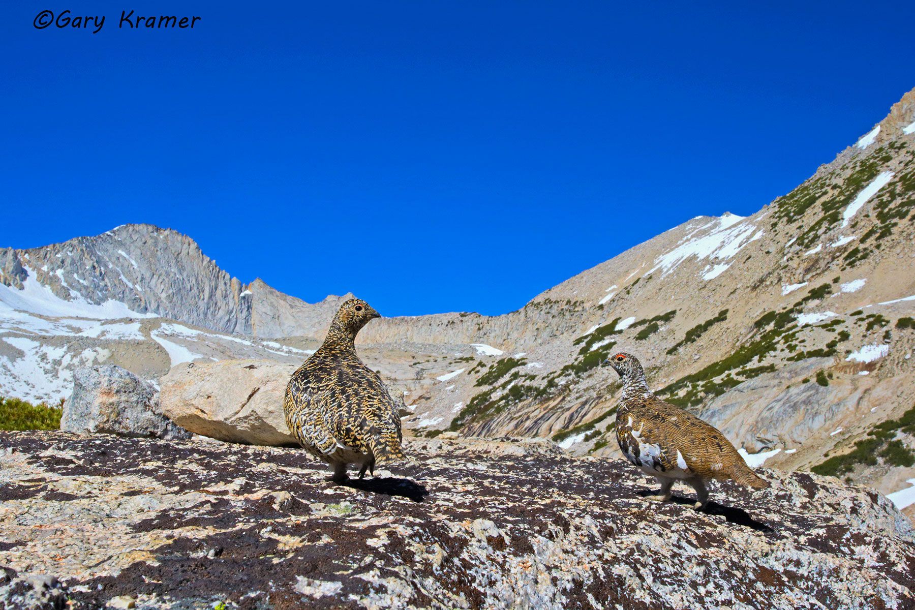 White-tailed Ptarmigan (summer - fall) (Lagopus leucura) - NBGPts#159d
