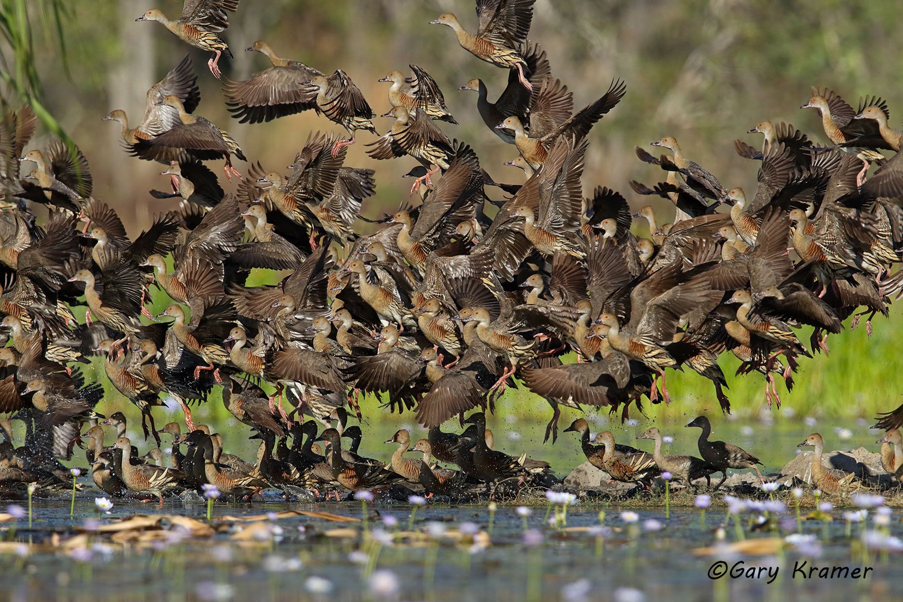 Plumed Whistling Duck (Dendrocygna eytoni) Plumed Whistling Duck (Dendrocygna eytoni) Australia - OBWWp#242d