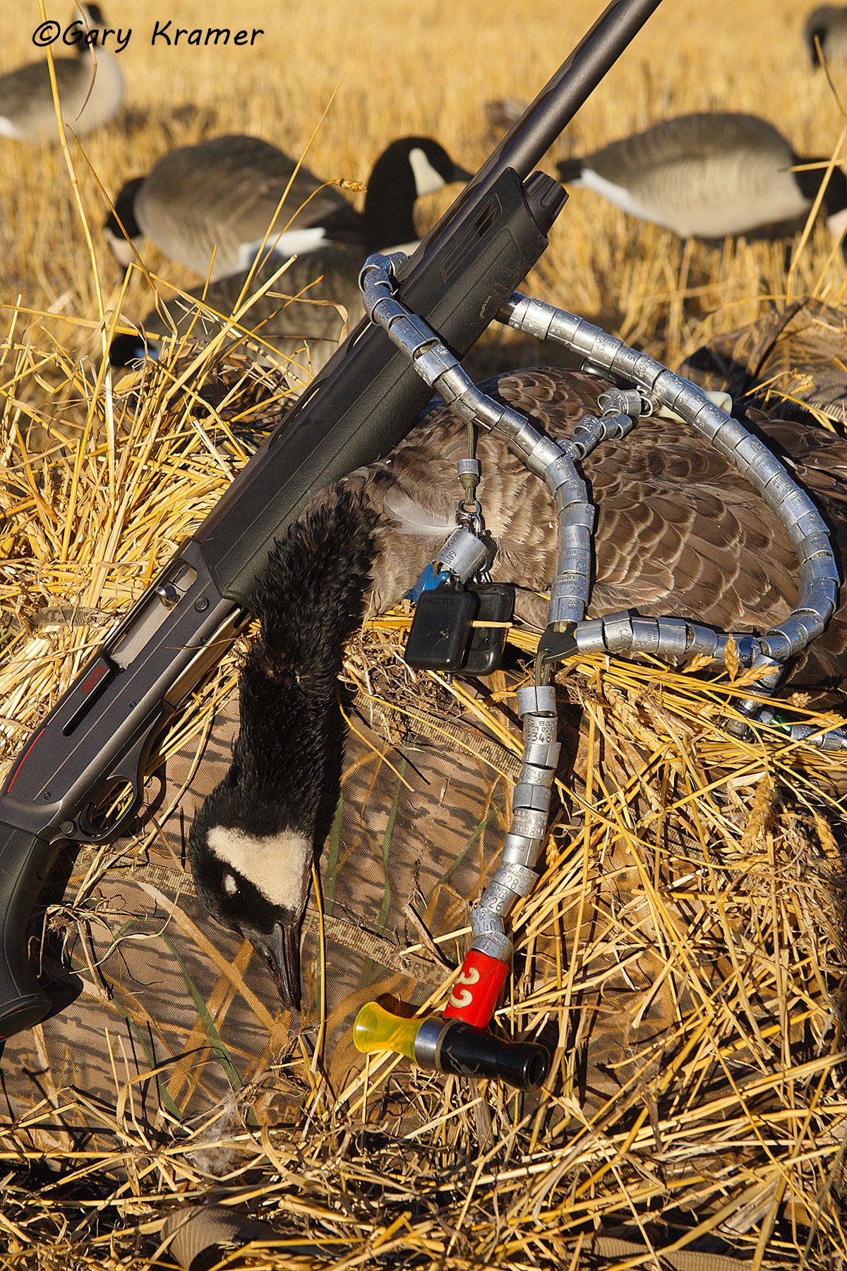 Laynard with Goose call/bands & shotgun with Canada Goose - NHGCbb#012d