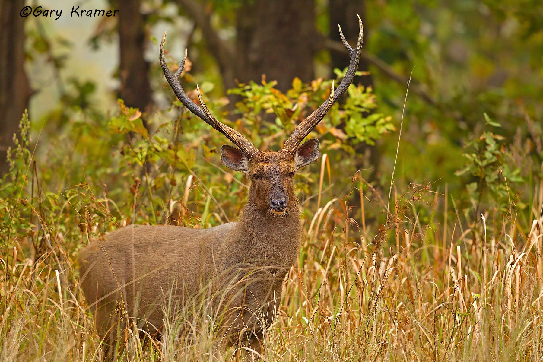 Sambar Deer (Rusa unicolor) Sambar Deer (Rusa unicolor) - IMDs#024d