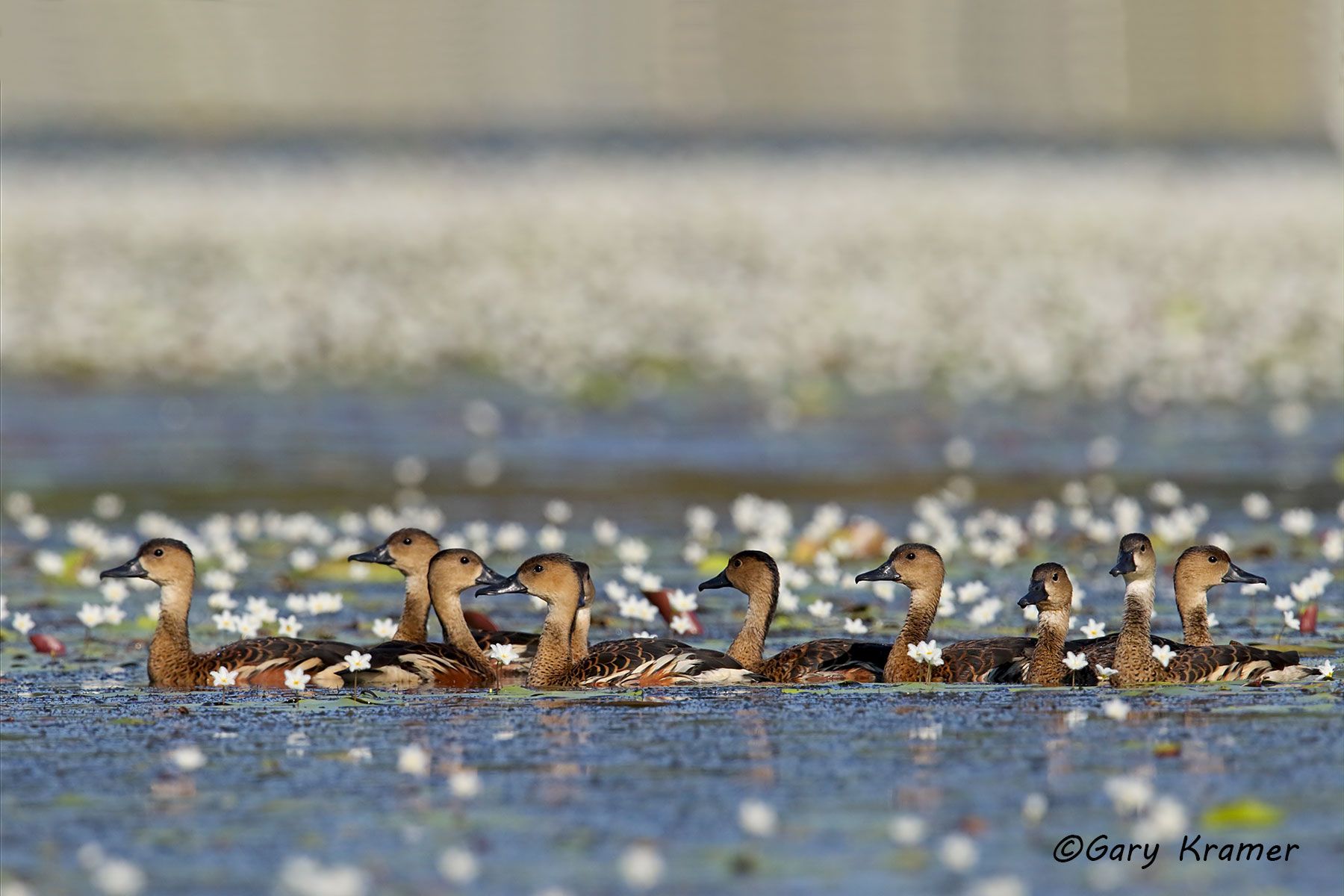 Wandering Whistling Duck (Dendrocygna arcuata) Australia - OBWW#065d