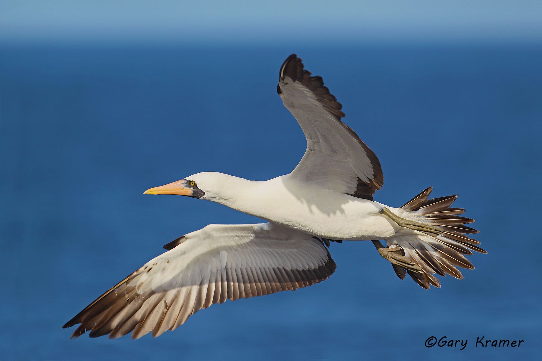 Nazca Booby (Sula granti) - SBBn#032d.jpg