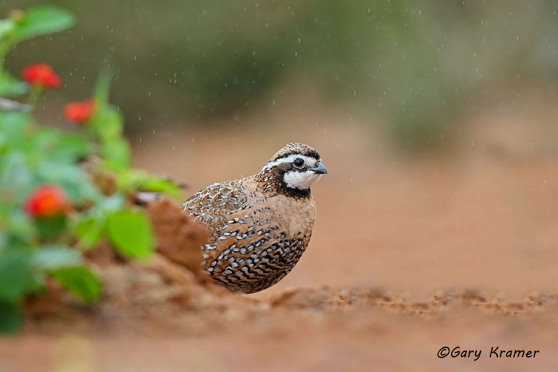 Northern Bobwhite (Colinus virginianus) - NBGQb#748d