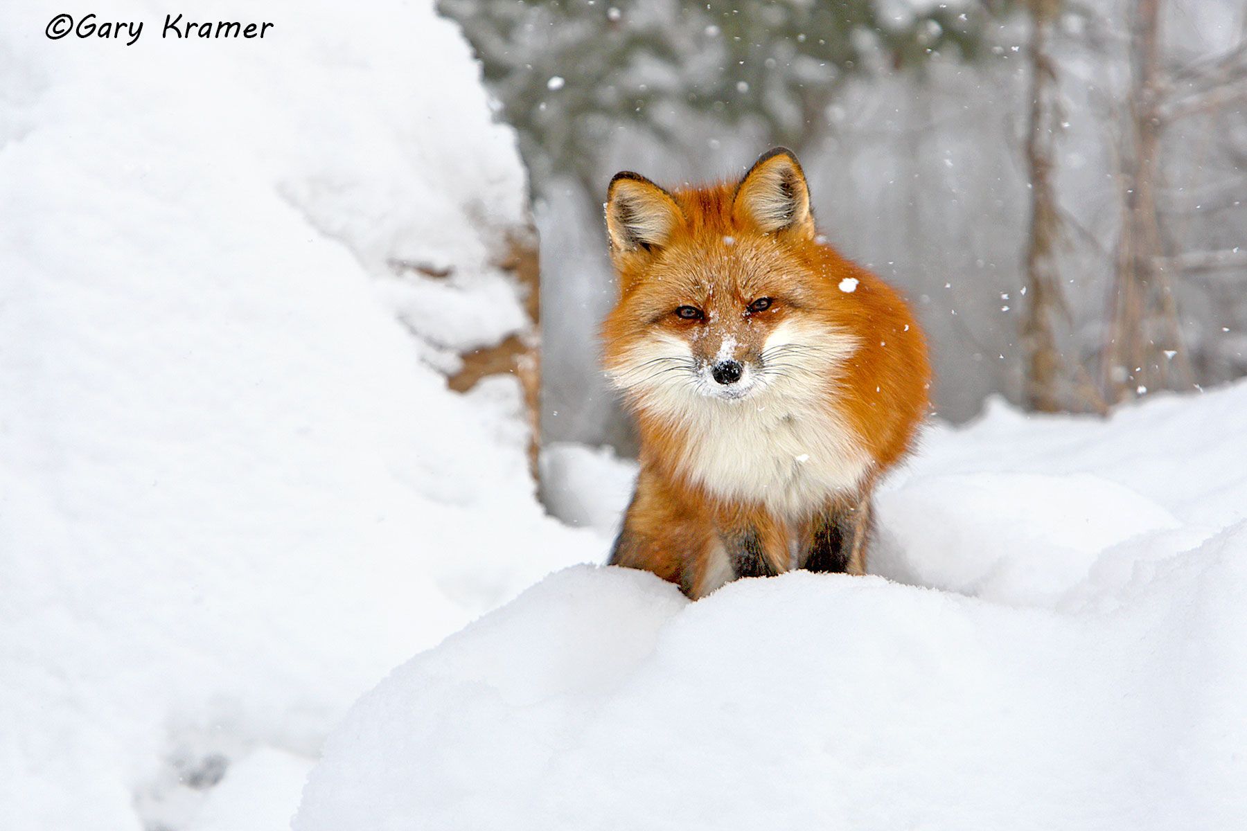 Red Fox (Vulpes fulva) - NMFr#452d