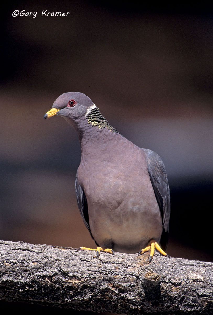 Band-tailed Pigeon (Columba fasciata) - NBPBt#038