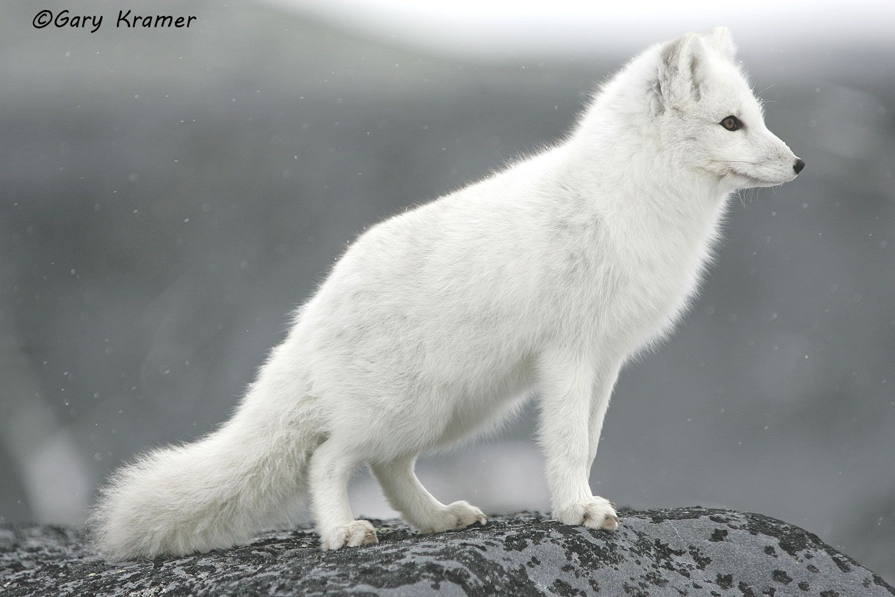 Arctic Fox (Alopex lagopus) - NMFa#113d