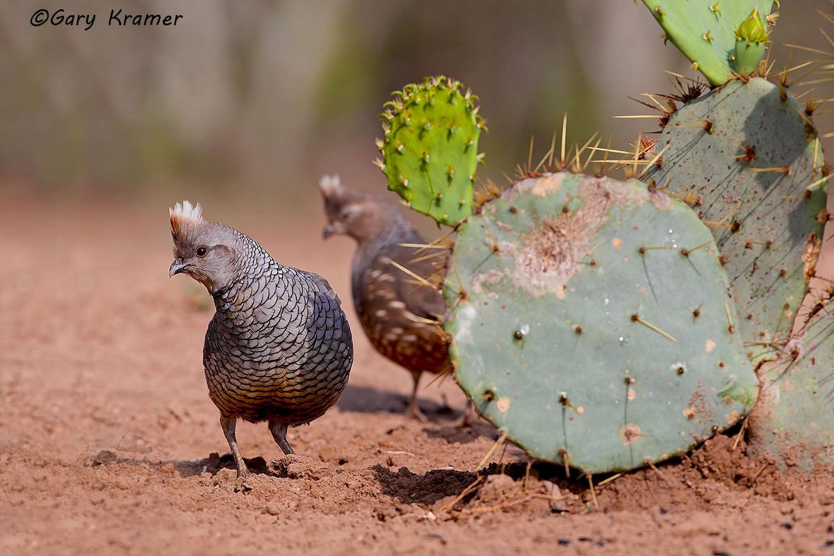 Bobwhite quail feather on prickly pear cactus Stock Photo - Alamy