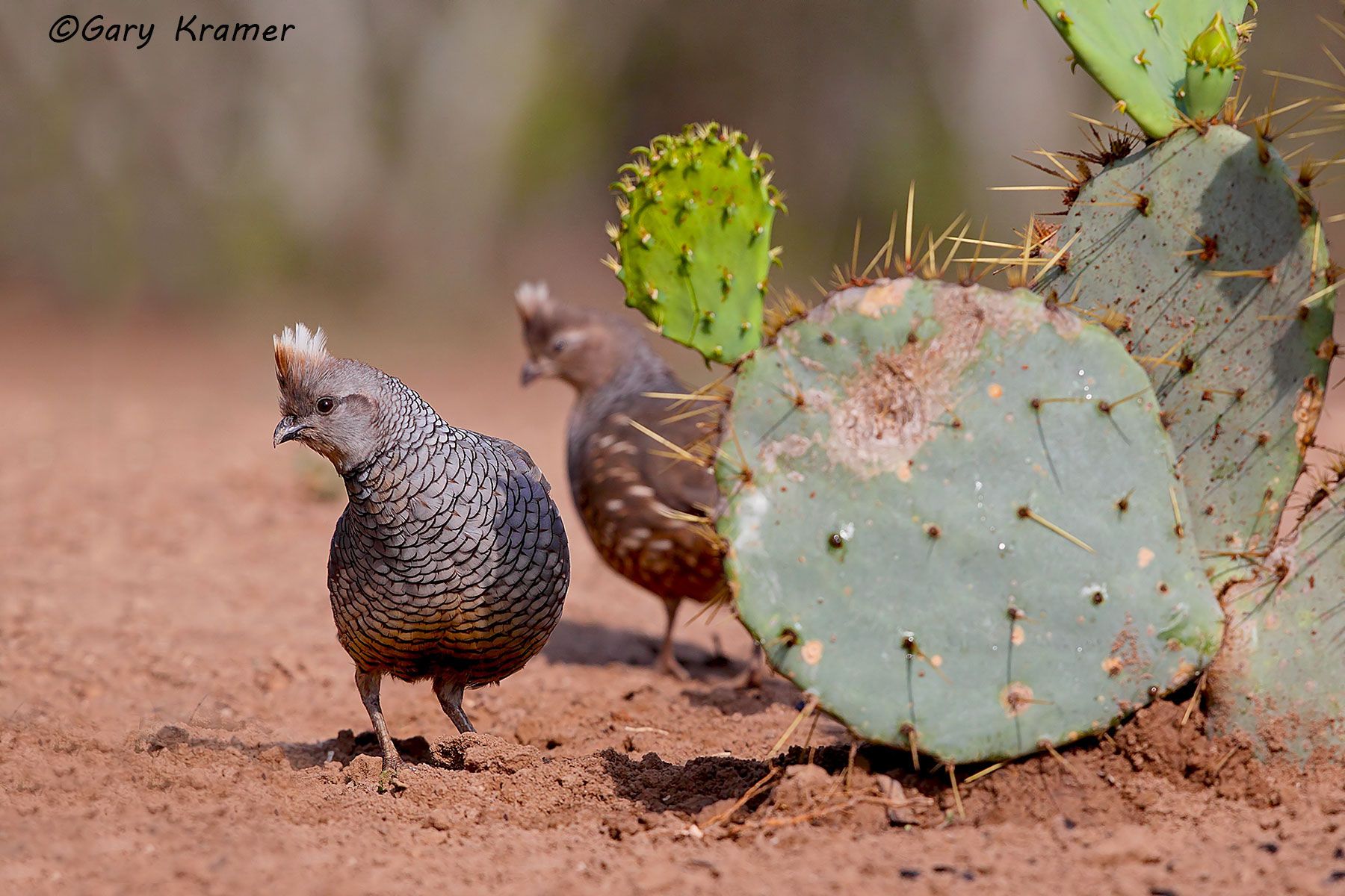 Scaled Quail (Callipepla squamata) - NBGQs#072d