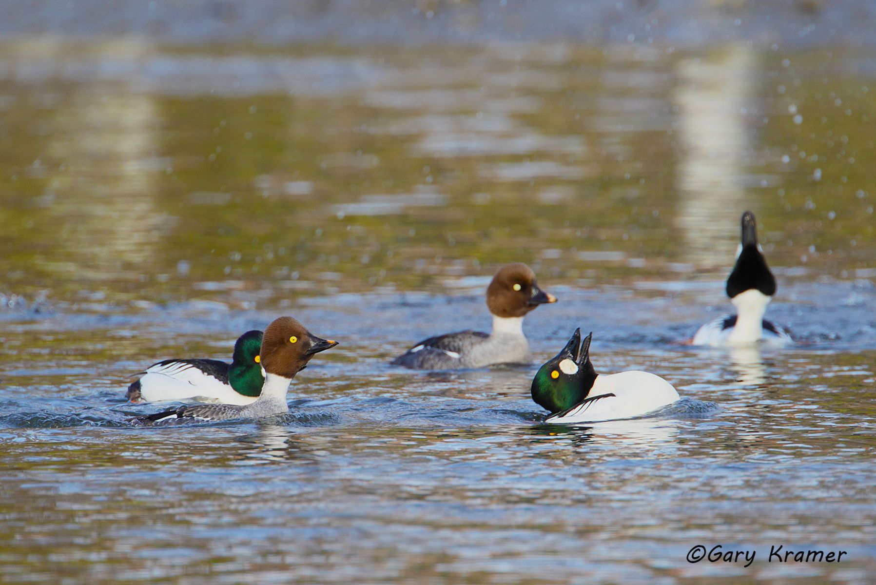 Common Goldeneye (Bucephala clangula) Common Goldeneye (Bucephala clangula) - NBWGc#311d