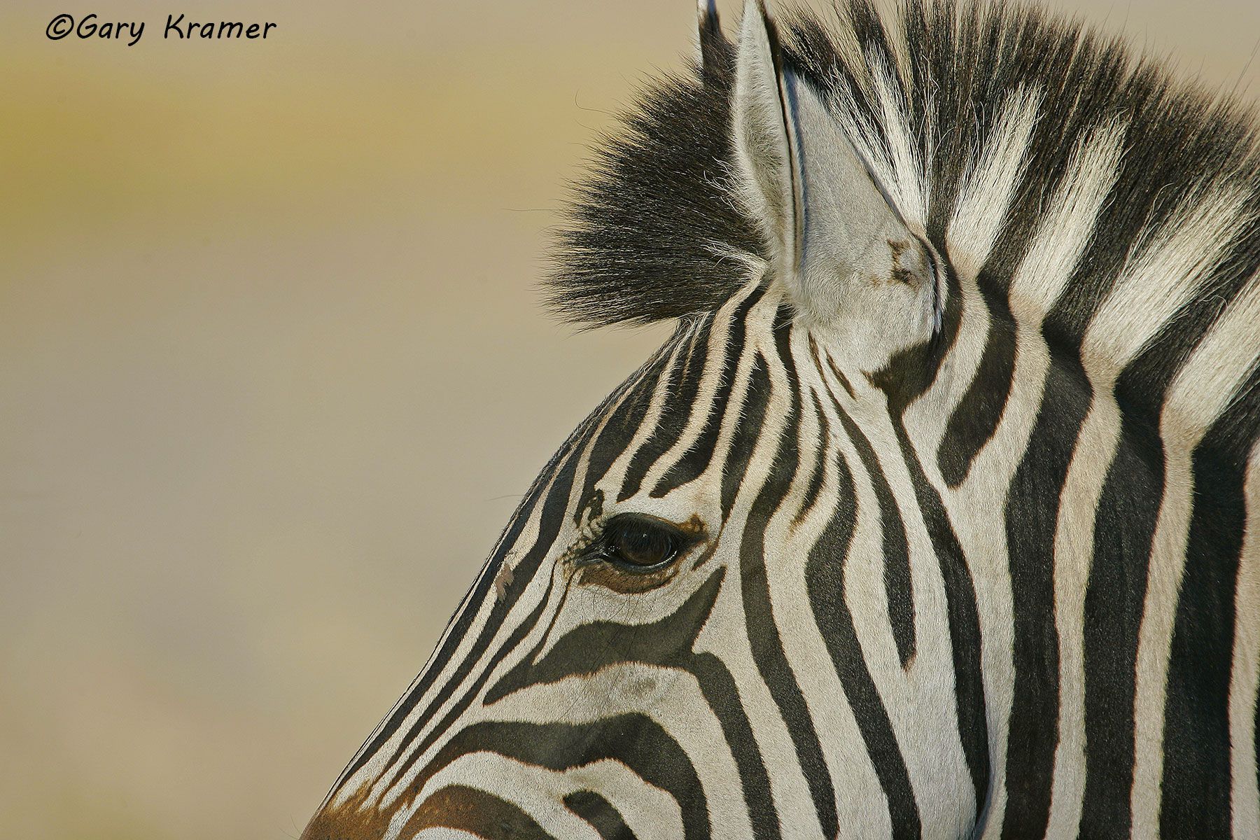 Plains Zebra (Equus quagga) Plains Zebra (Equus quagga) - AMZ#295d