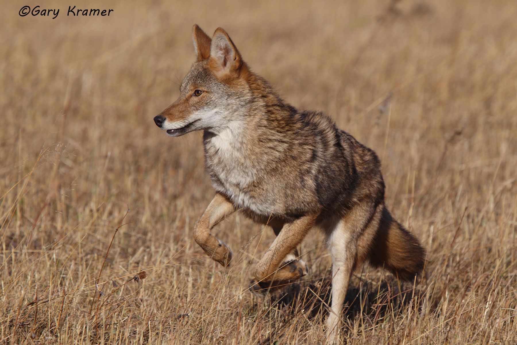 Coyote (Canis latrans) - NMC#728d